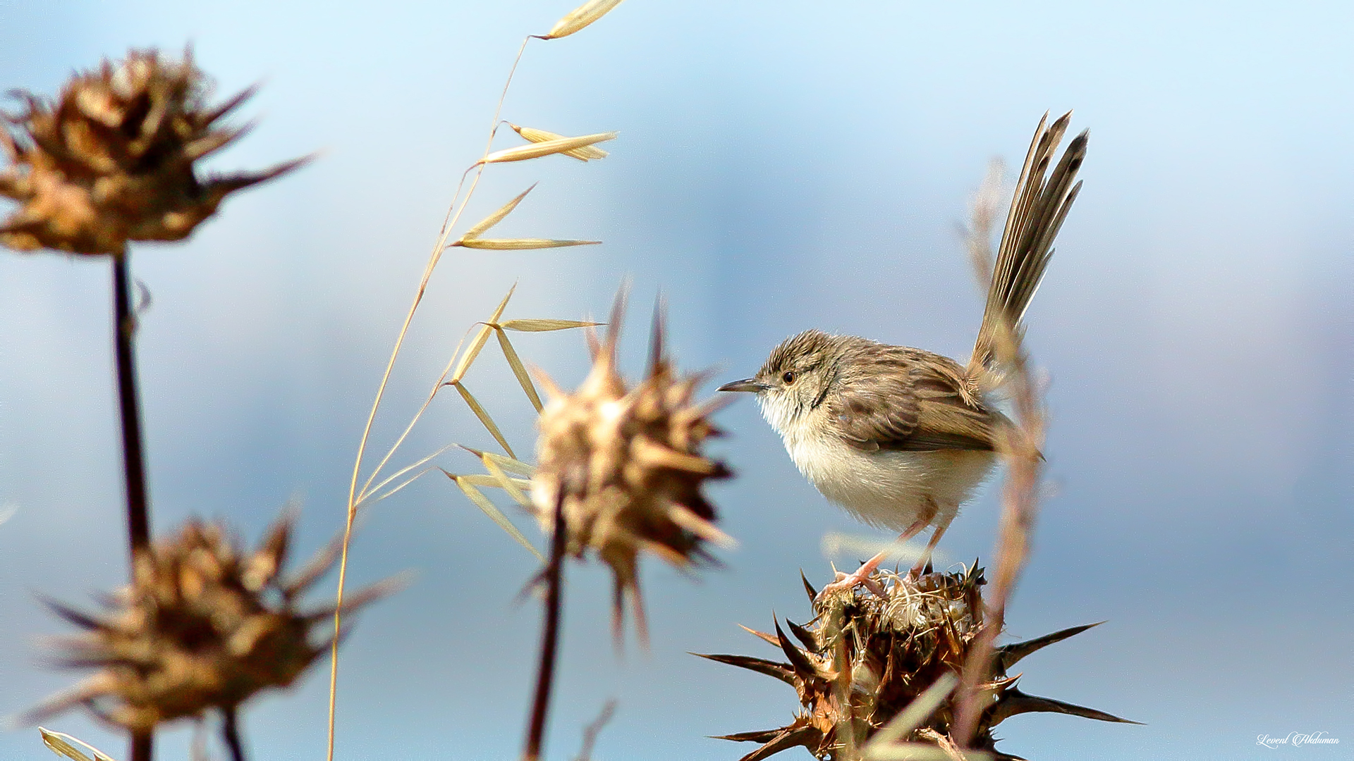 Graceful Prinia