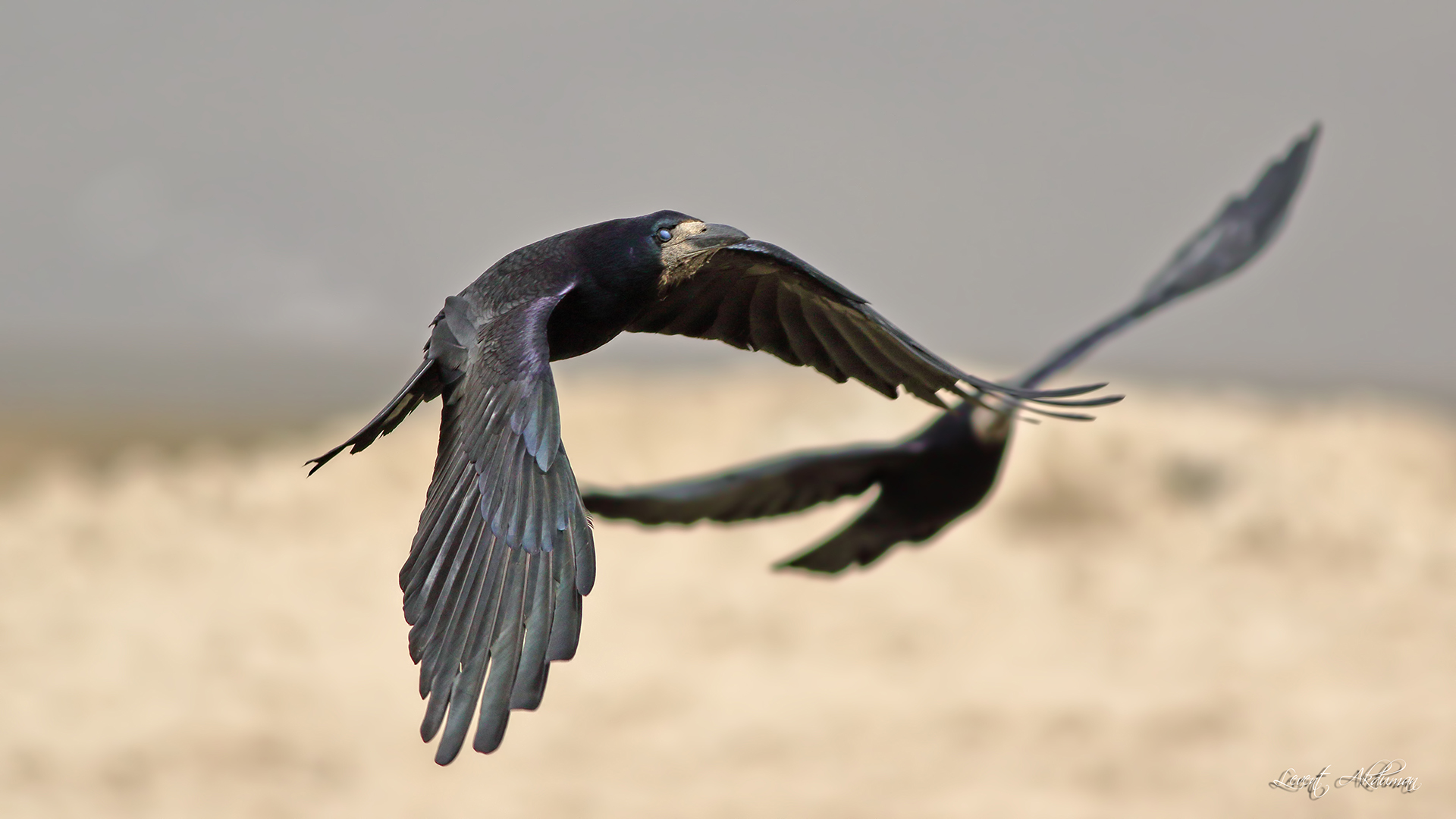 Rook — Ana fotoğraf