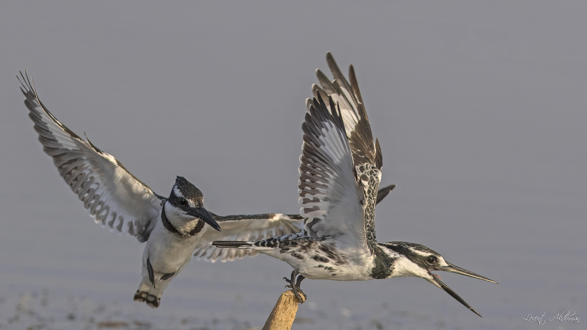 Pied Kingfisher — Ana fotoğraf