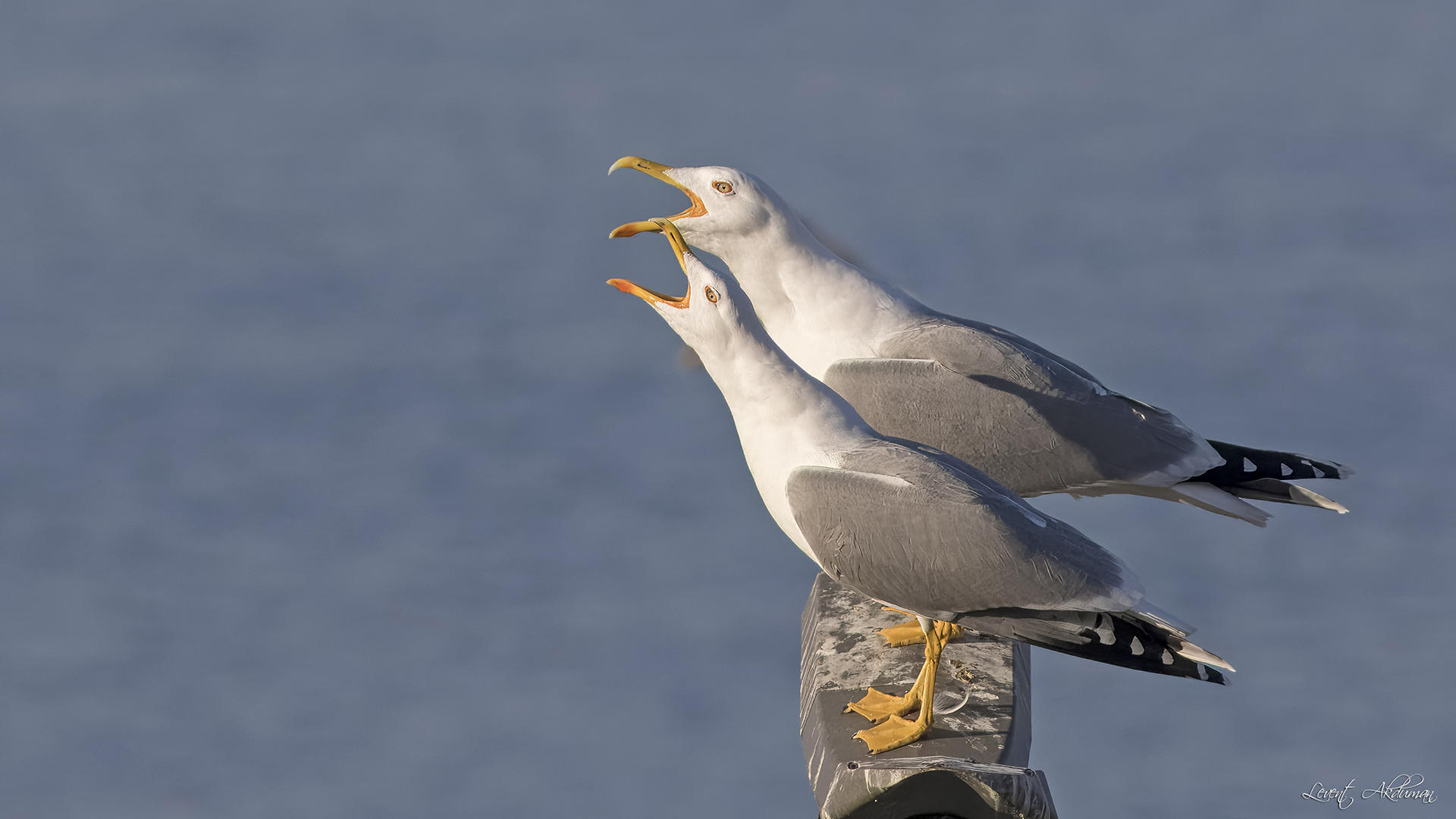 Yellow-legged Gull — Ana fotoğraf