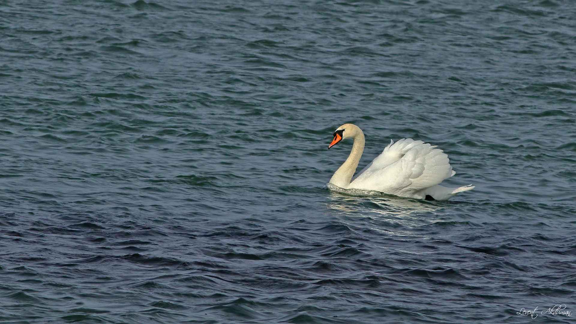 Mute Swan