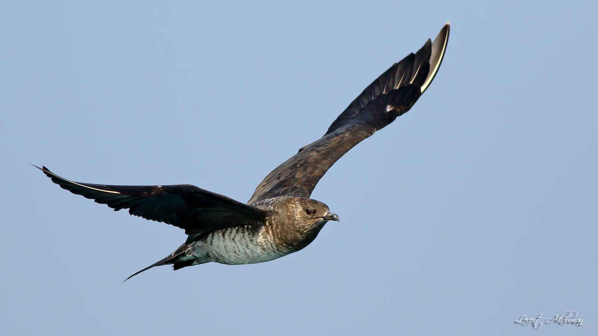 Parasitic Jaeger