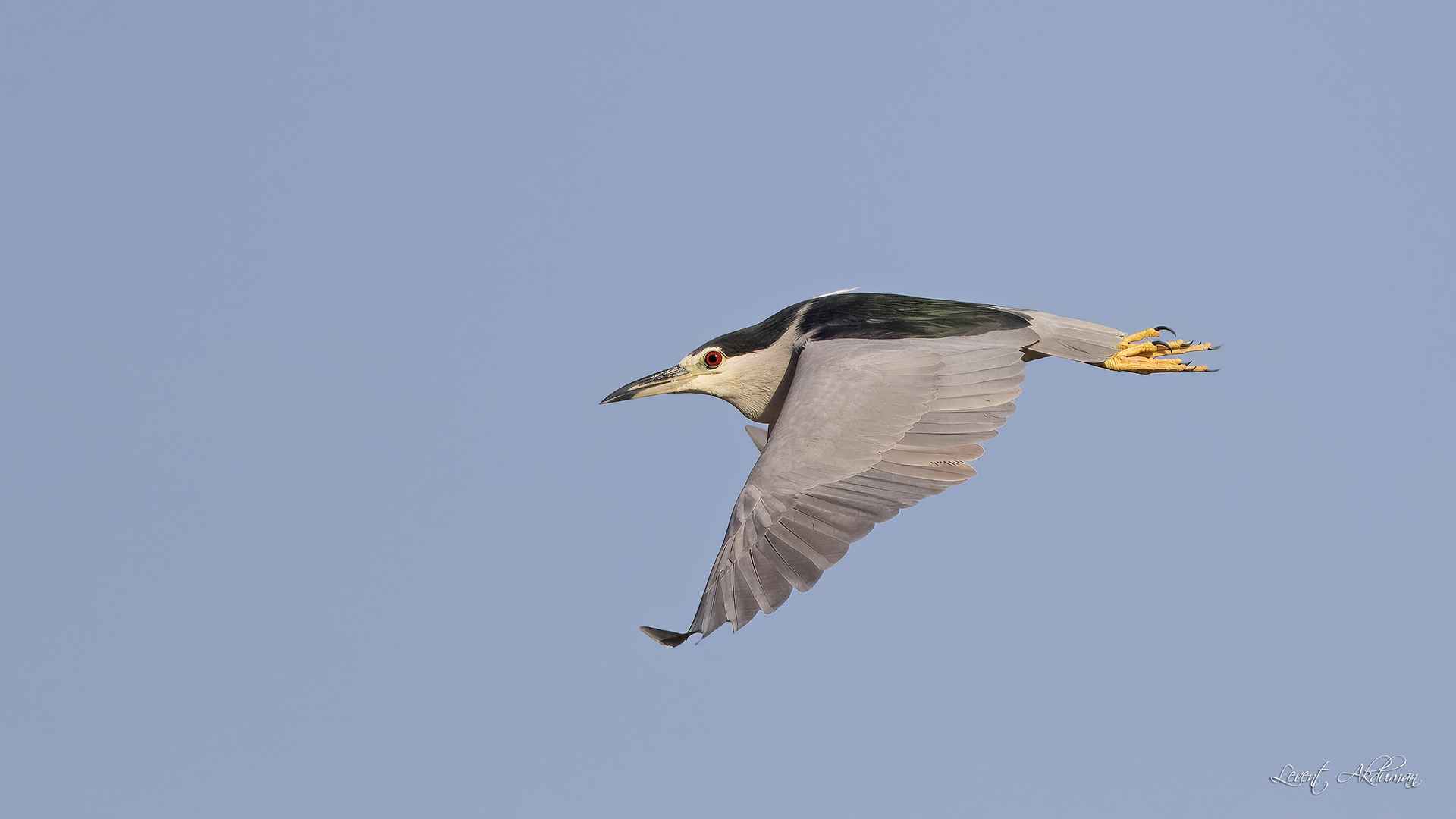 Black-crowned Night-Heron