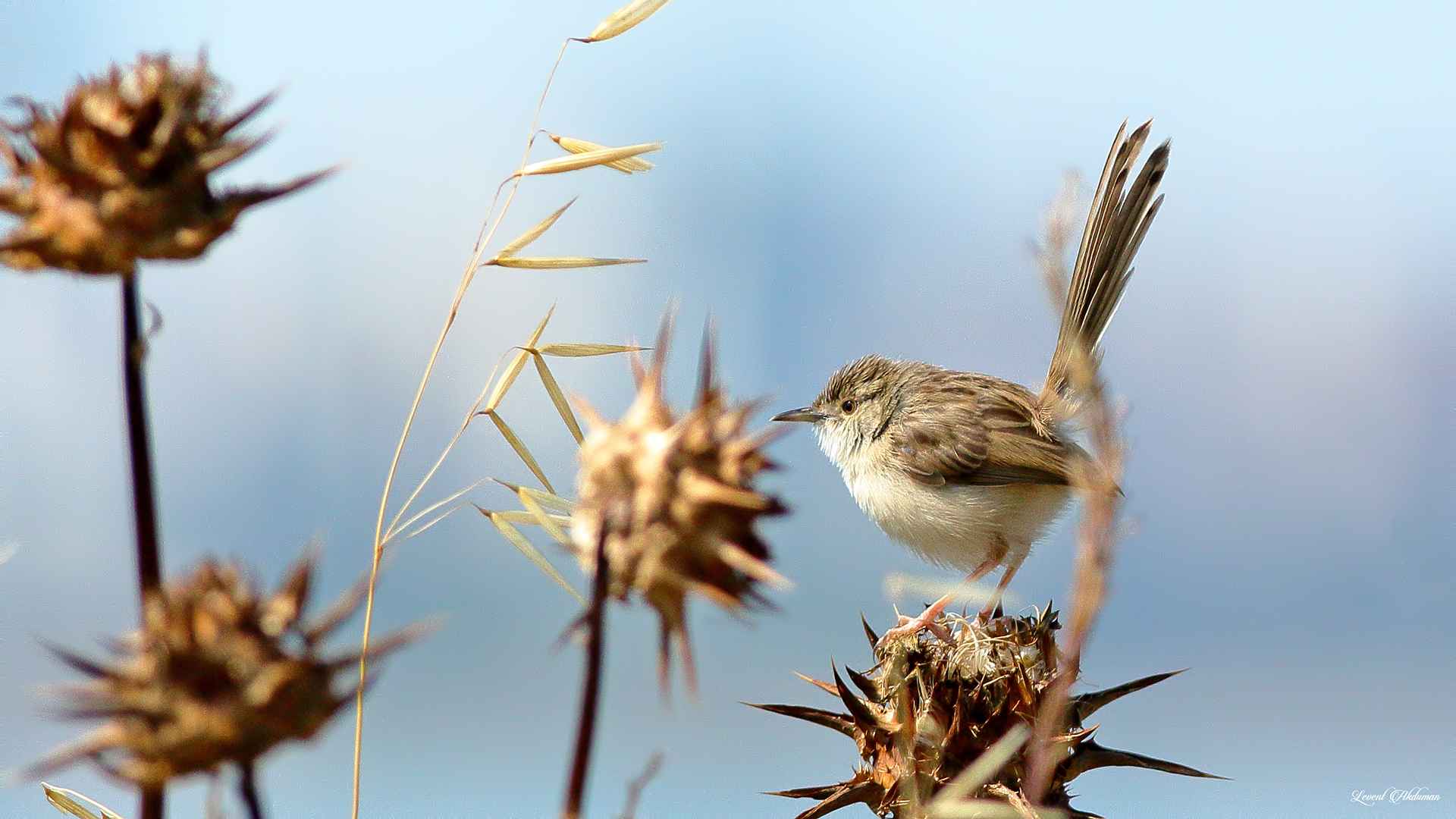 Graceful Prinia