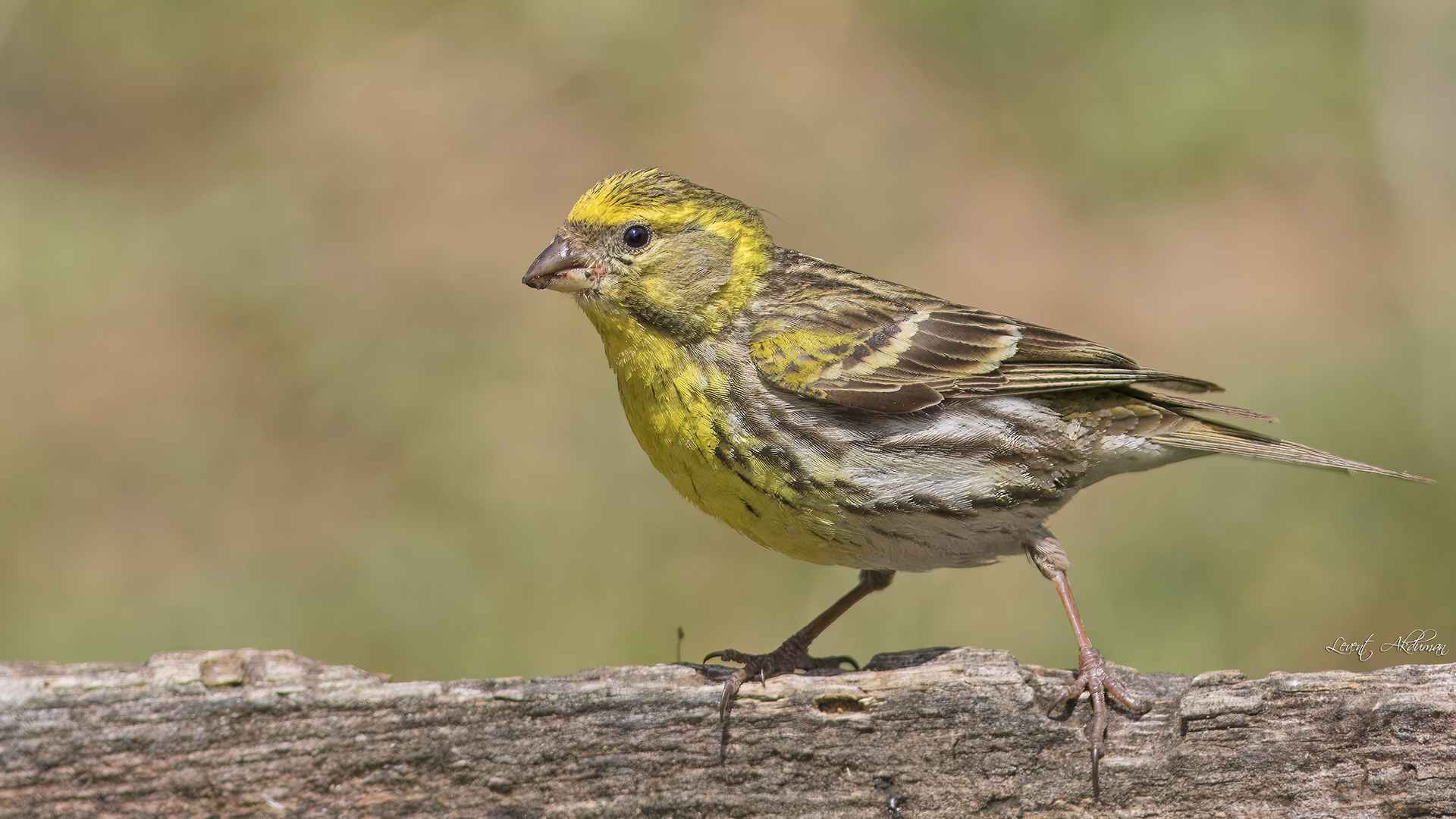 European Serin