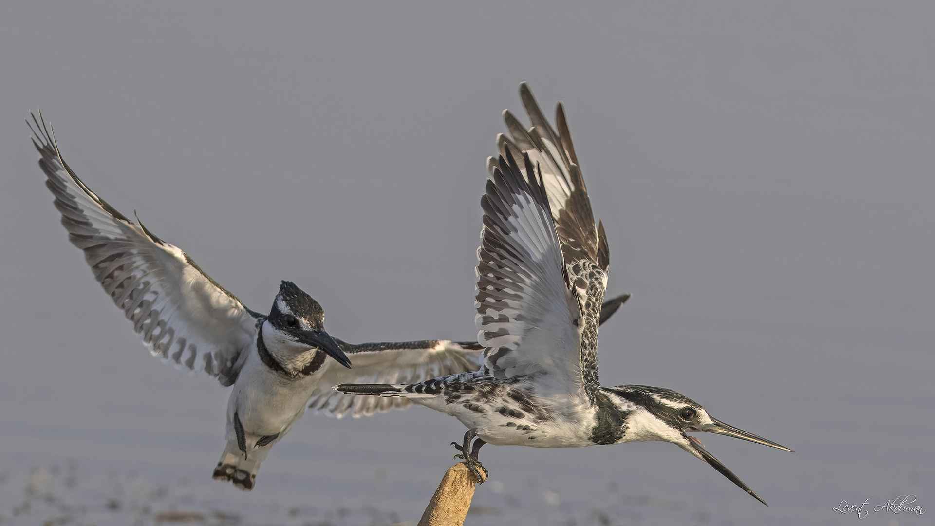 Alaca yalıçapkını