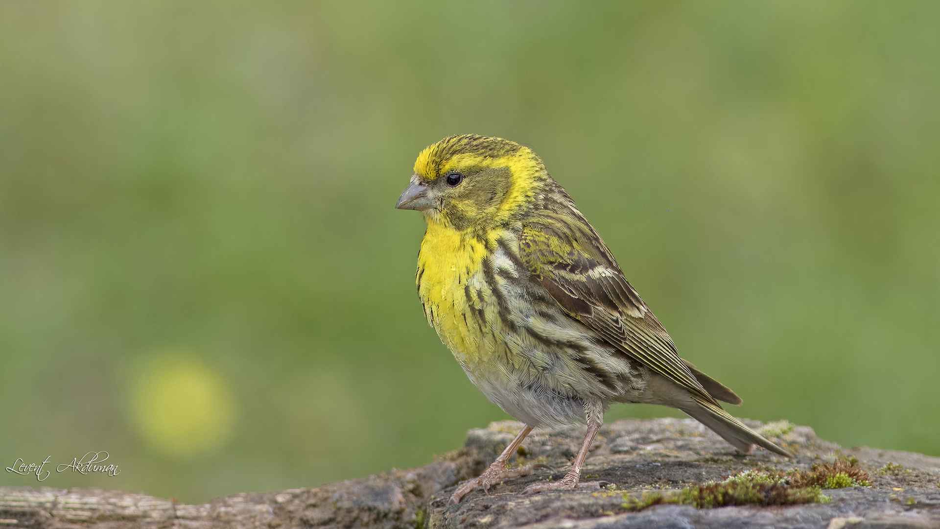 European Serin