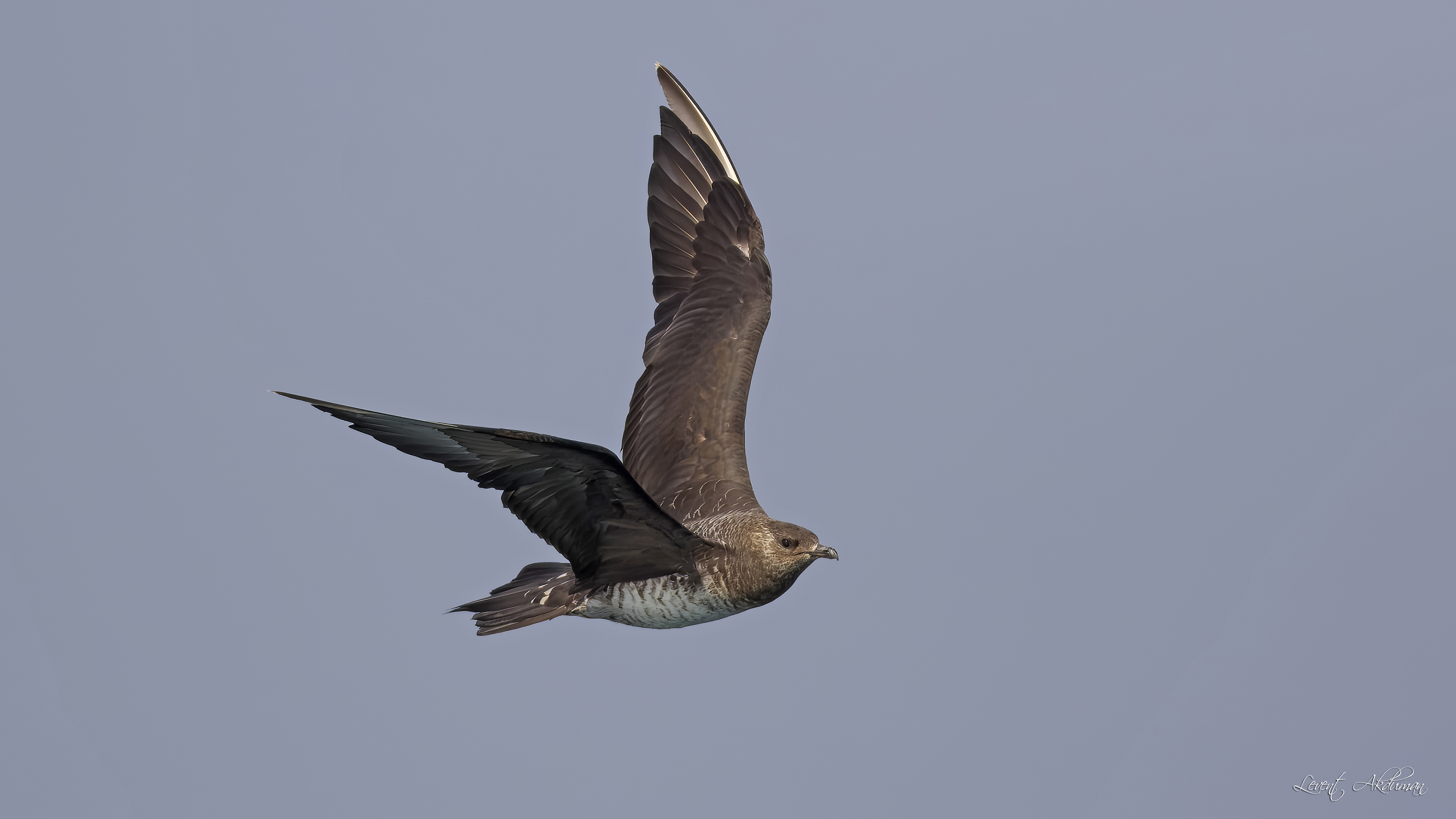 Parasitic Jaeger — Ana fotoğraf