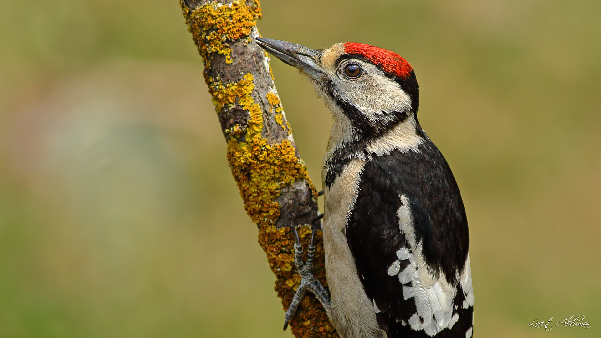 Great Spotted Woodpecker
