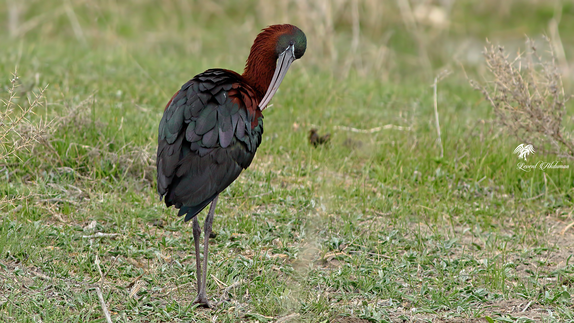 Glossy Ibis