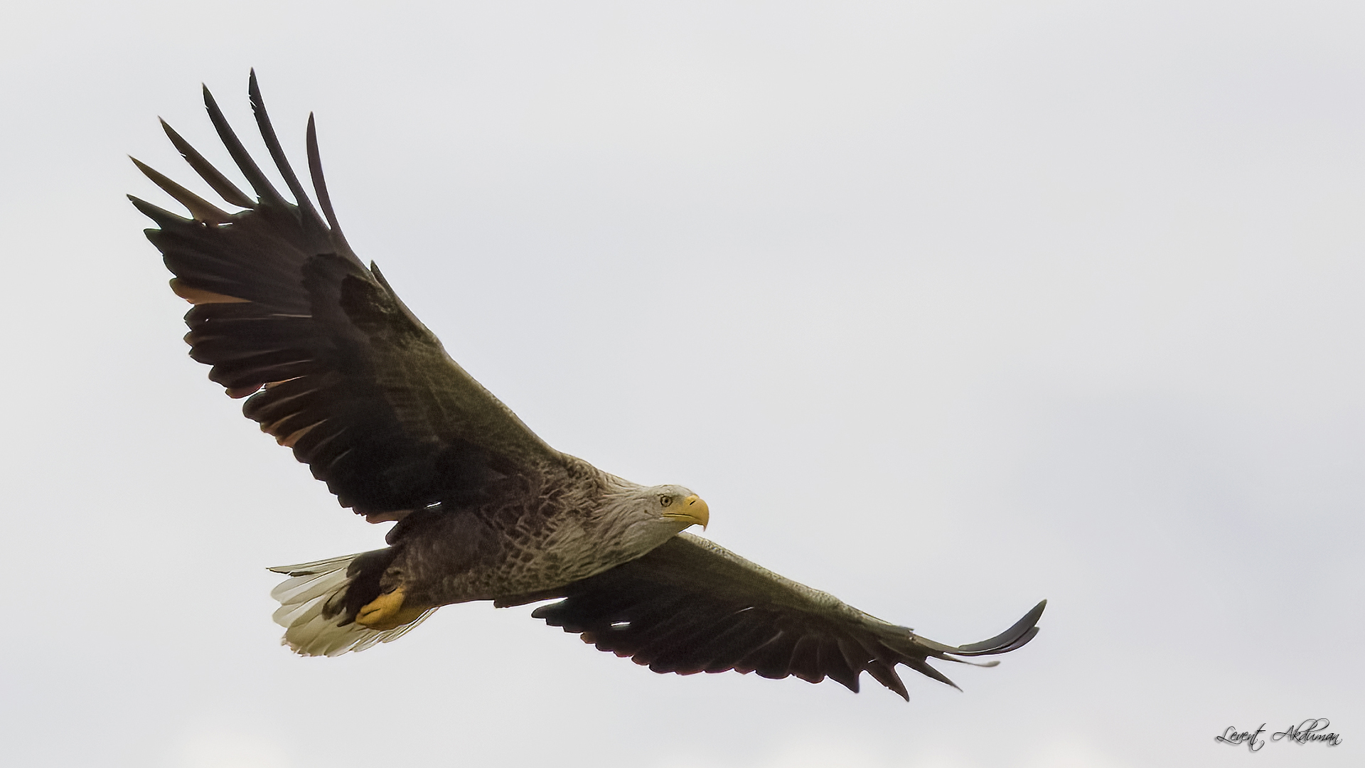 White-tailed Eagle