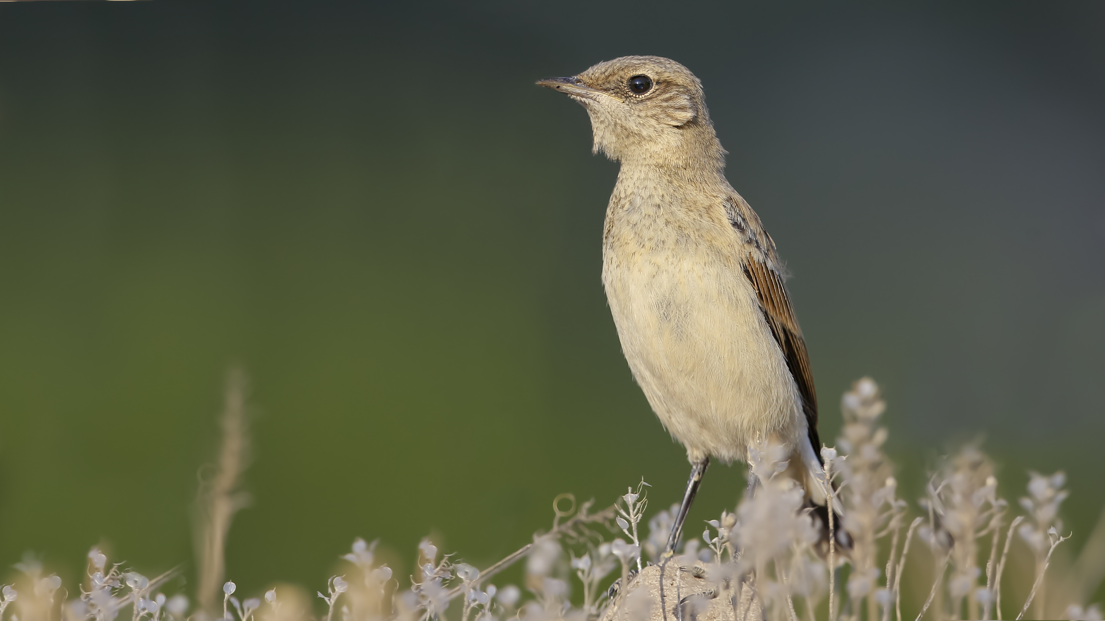 Northern Wheatear
