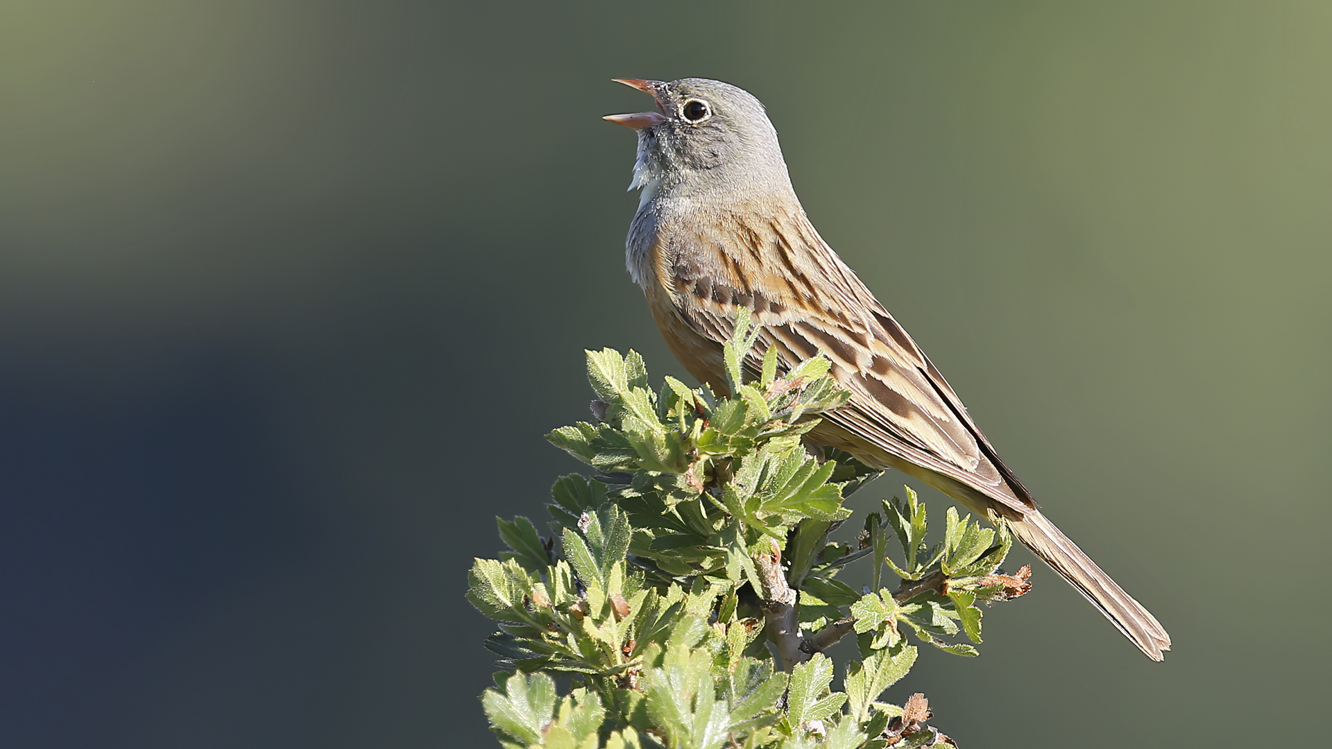 Ortolan Bunting