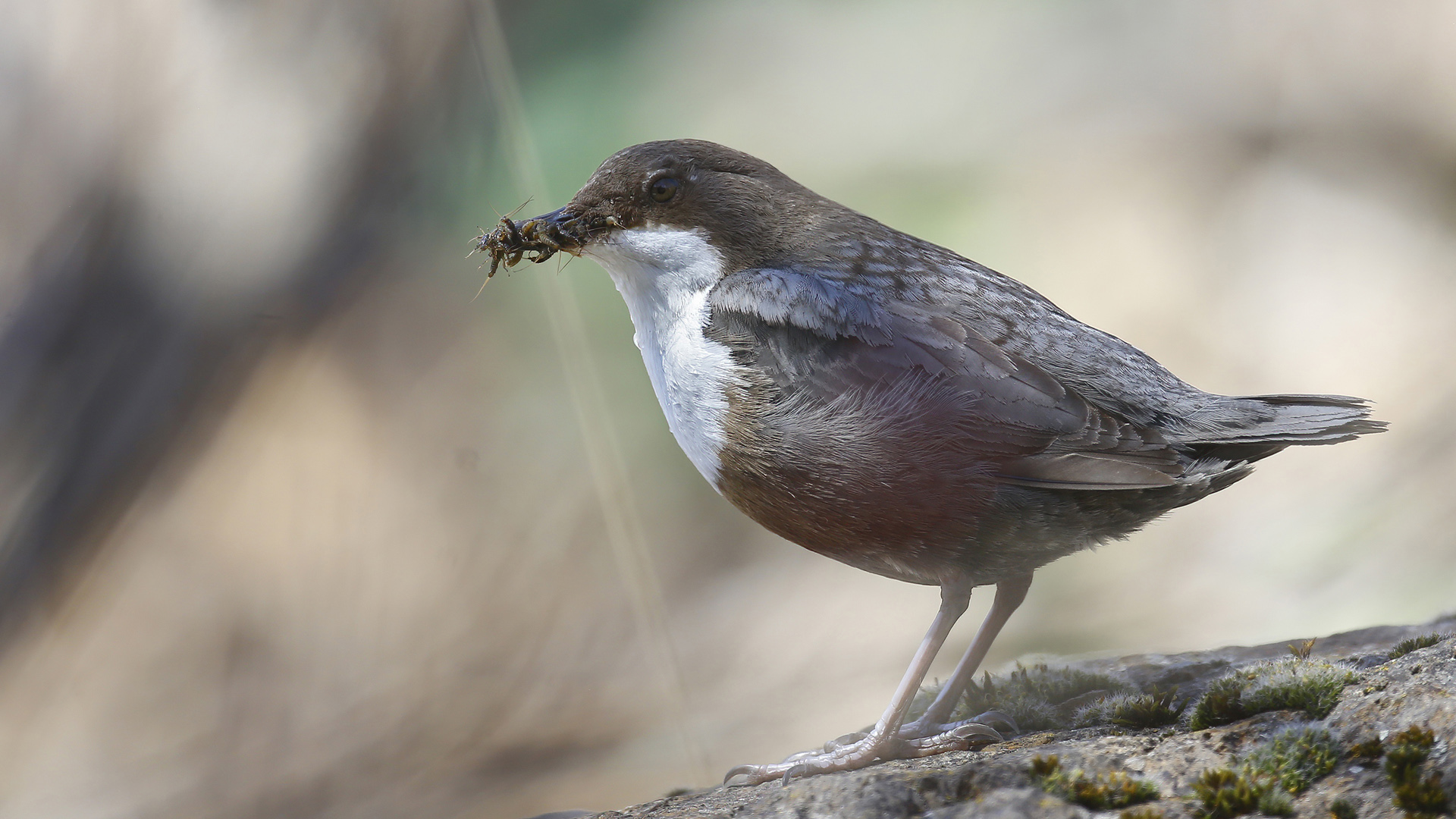 White-throated Dipper