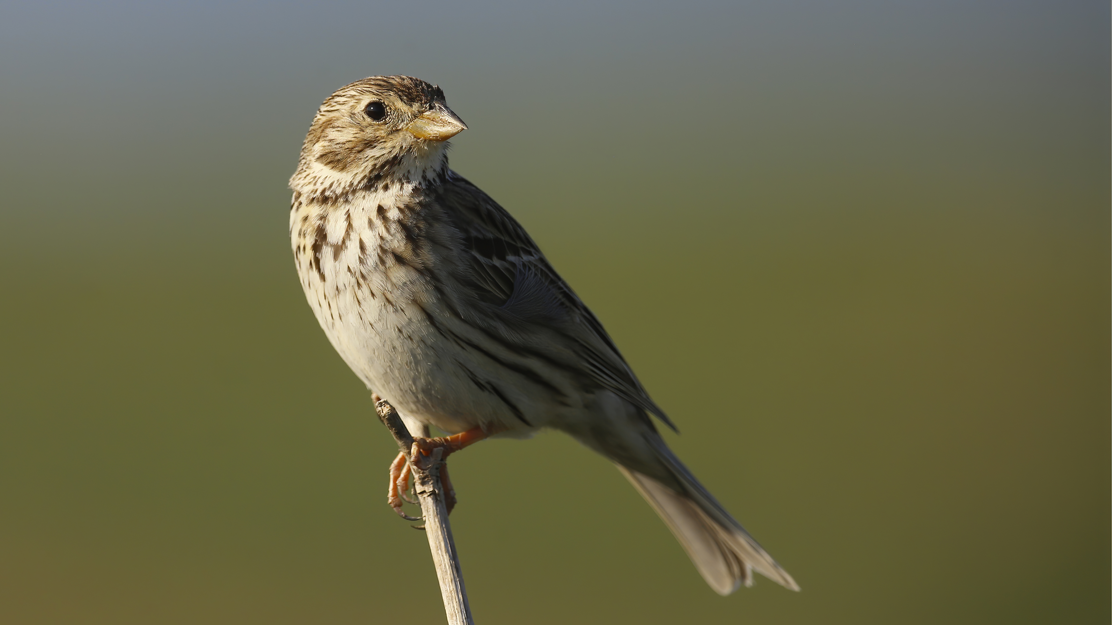 Corn Bunting
