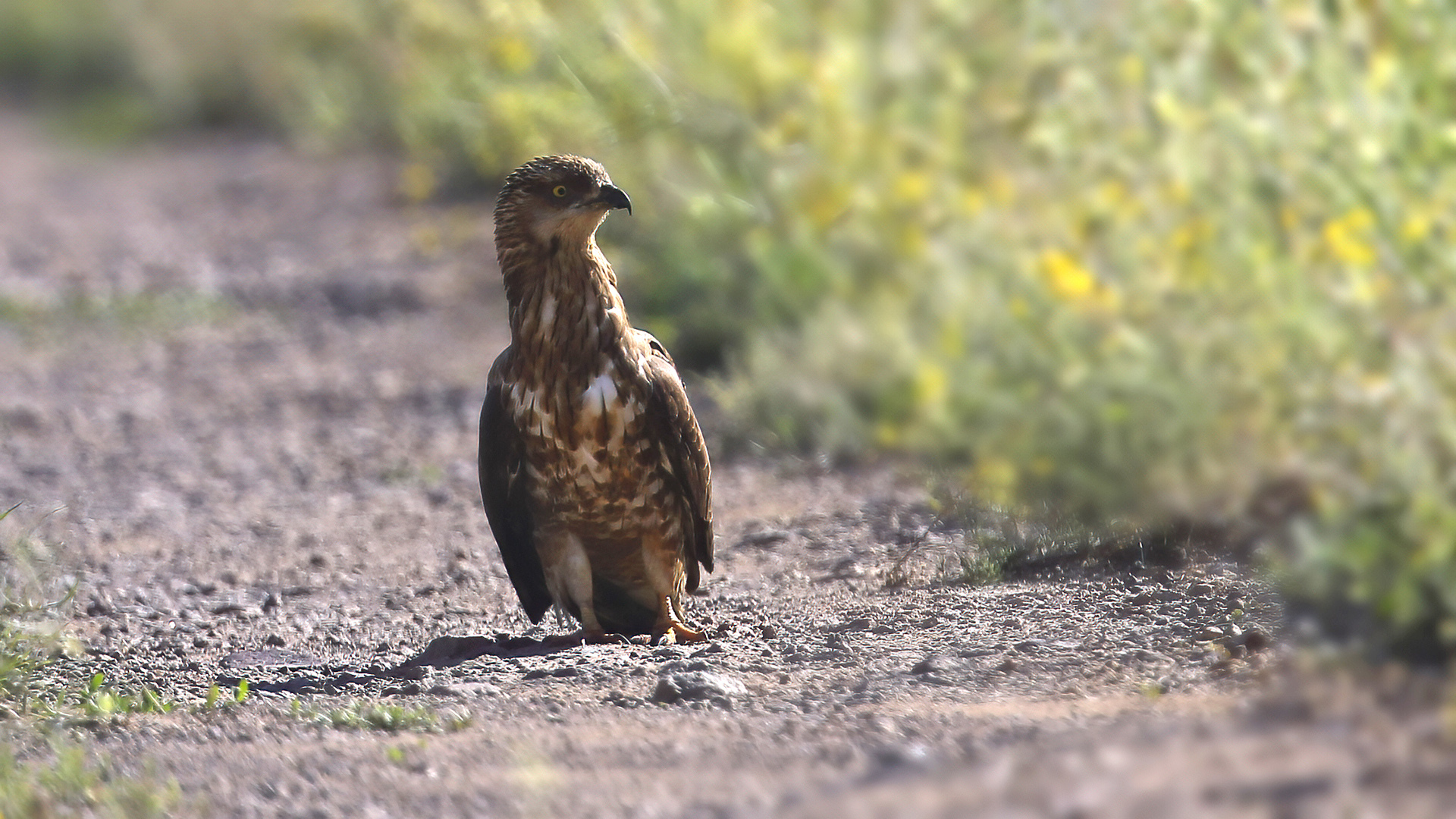 European Honey-buzzard