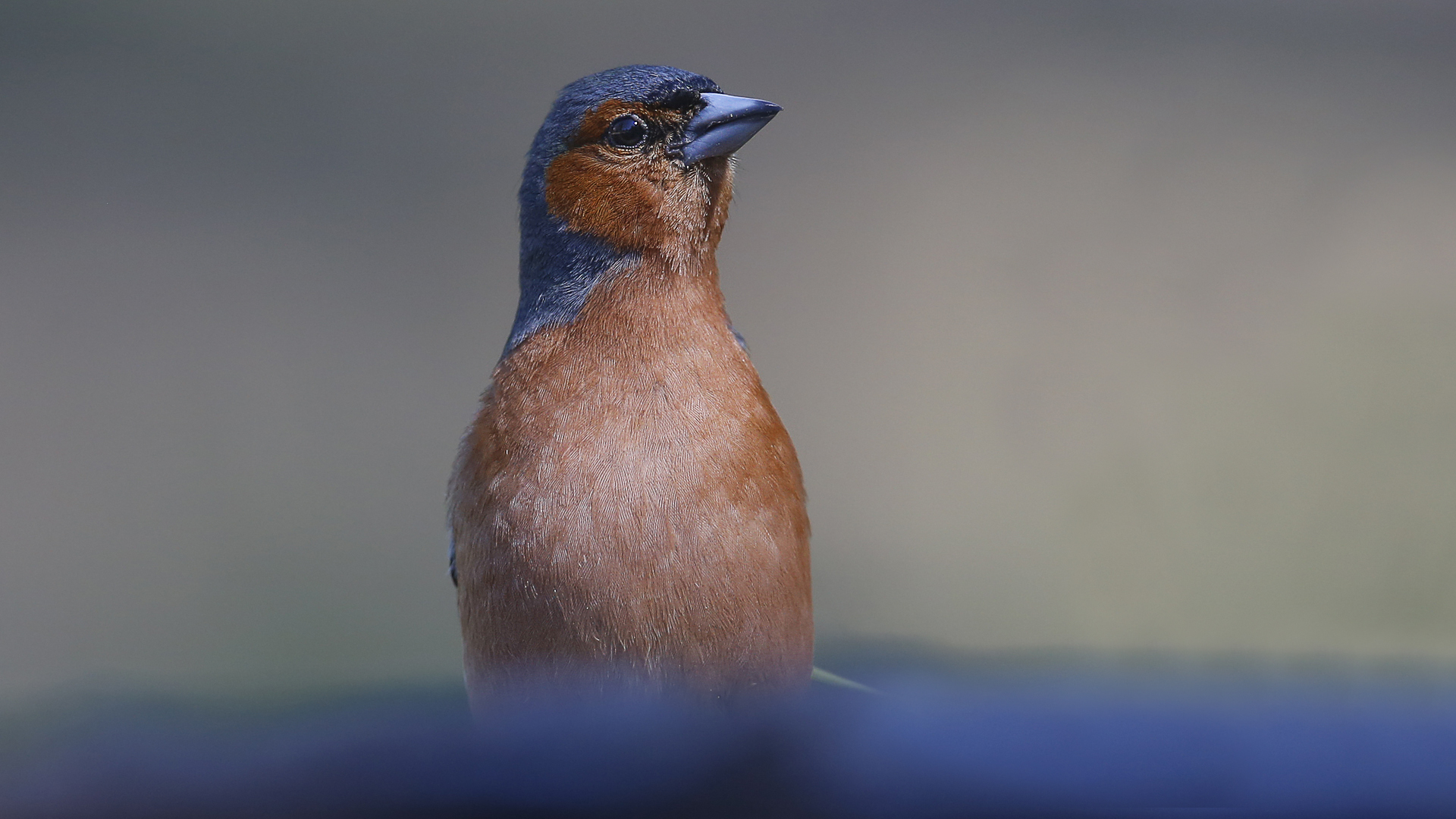 Common Chaffinch