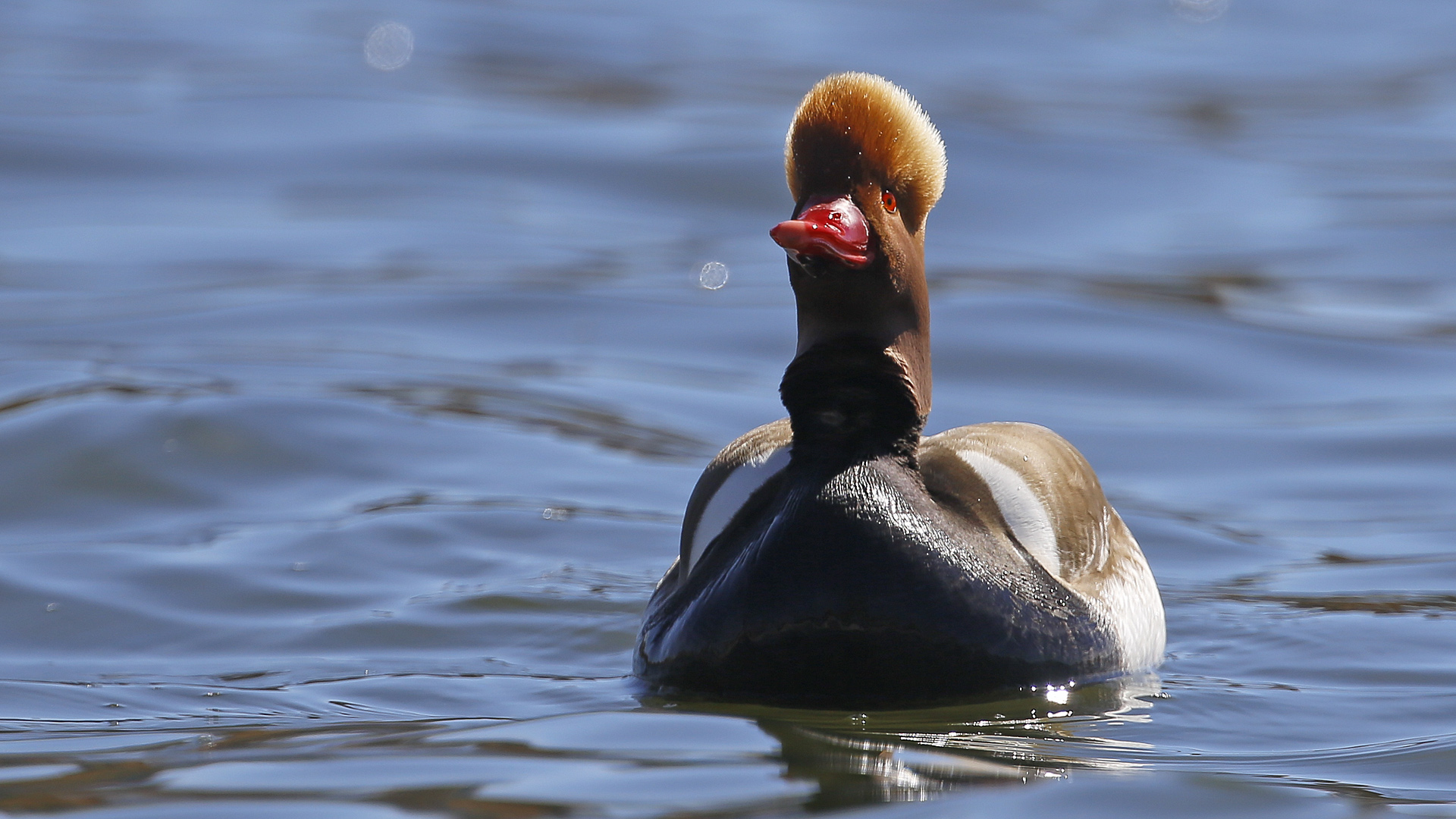 Red-crested Pochard
