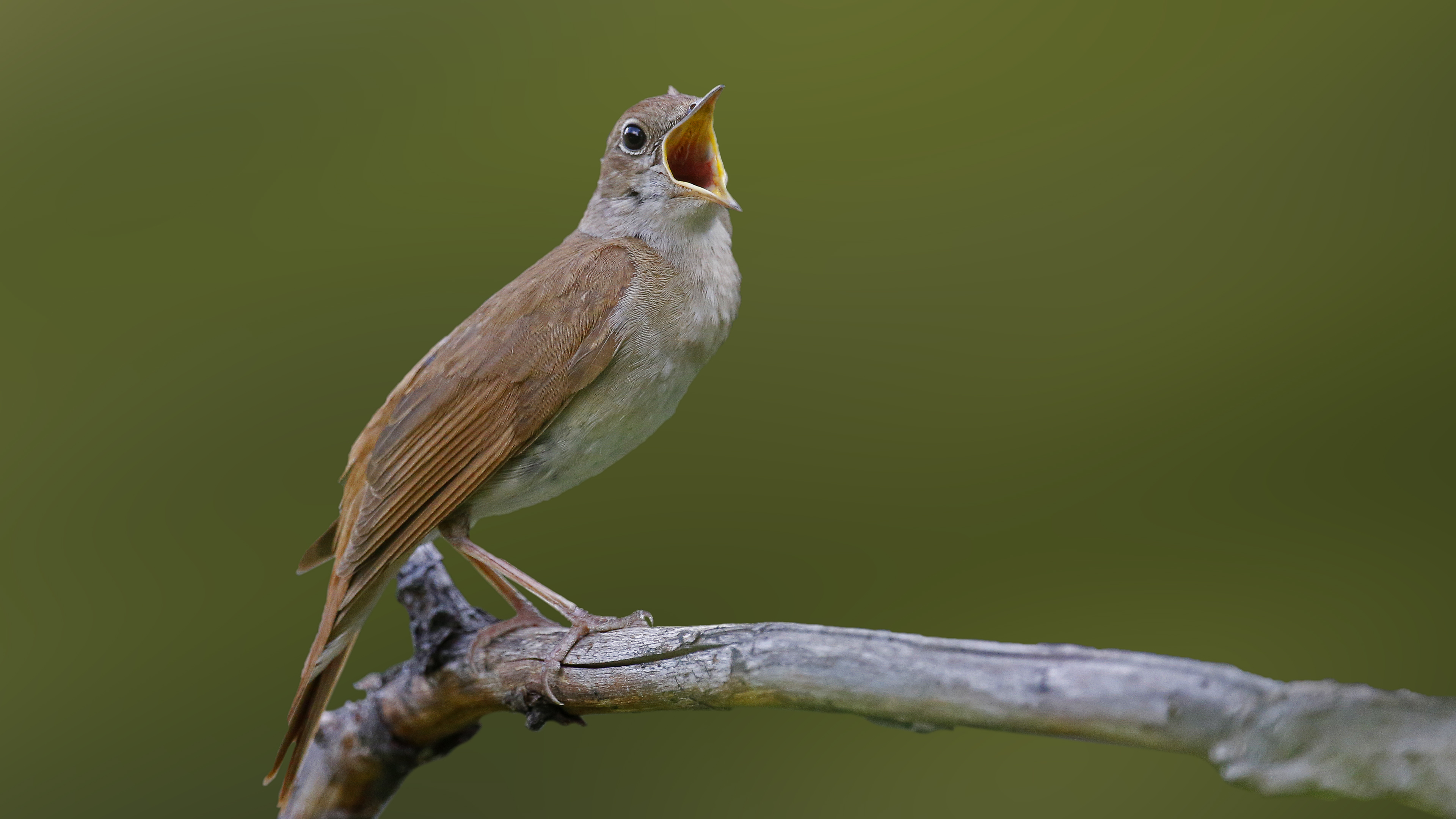 Common Nightingale