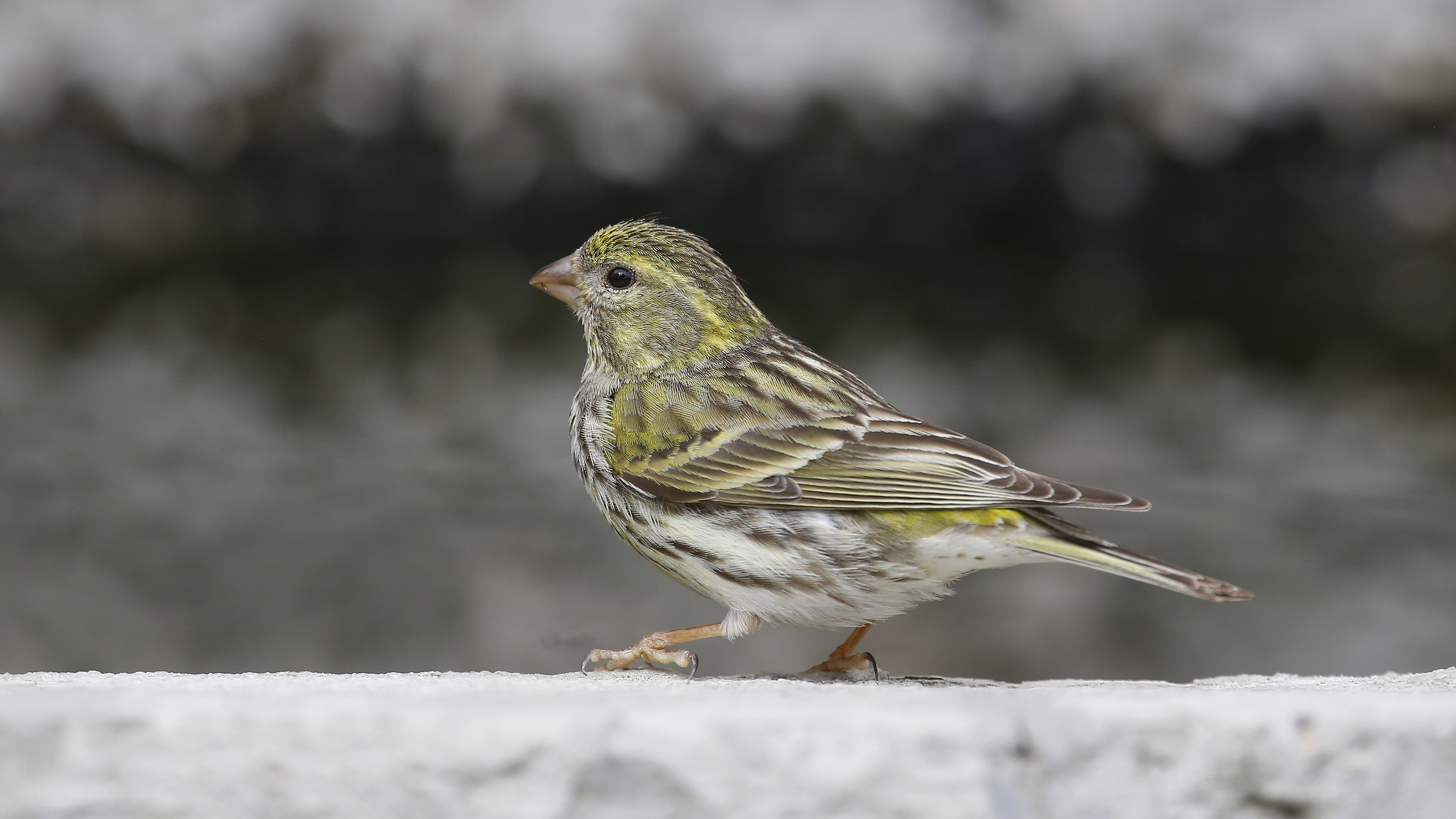 European Serin