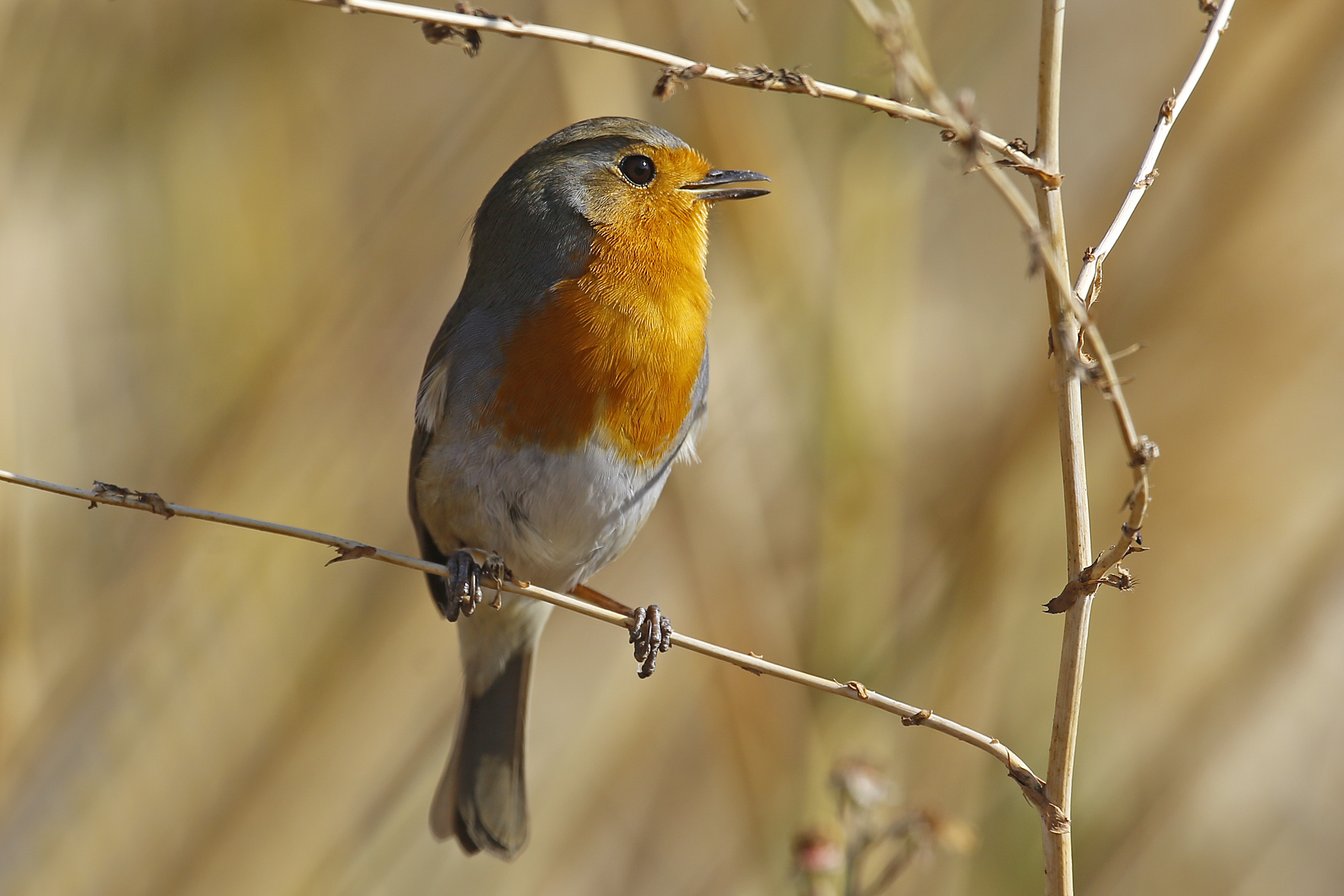 European Robin