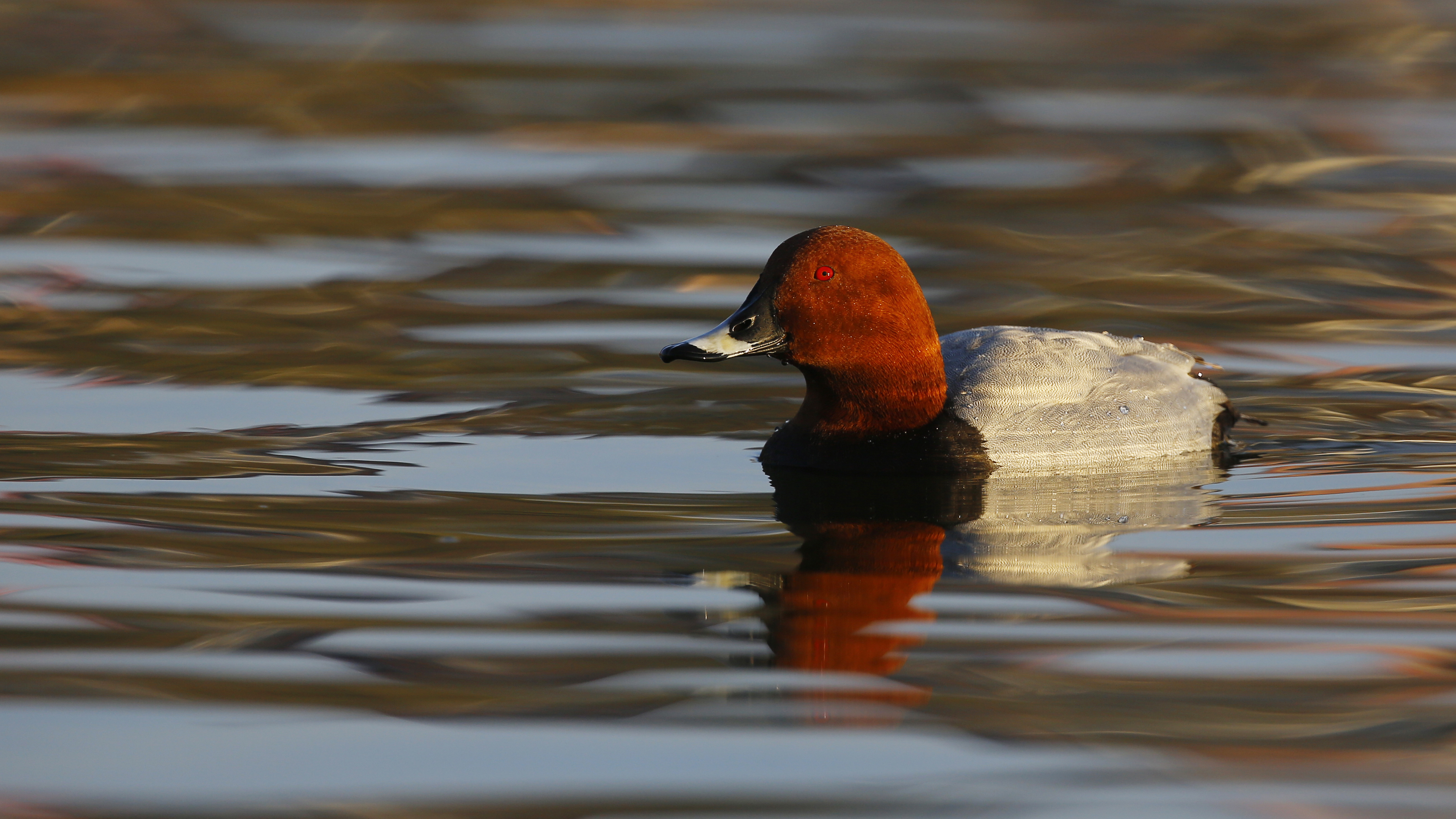 Common Pochard