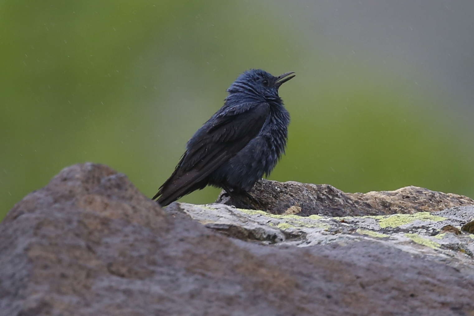 Blue Rock-Thrush — Ana fotoğraf
