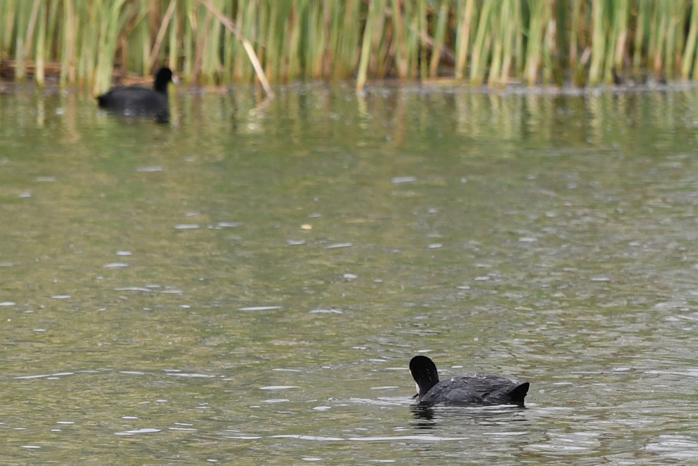 Eurasian Coot