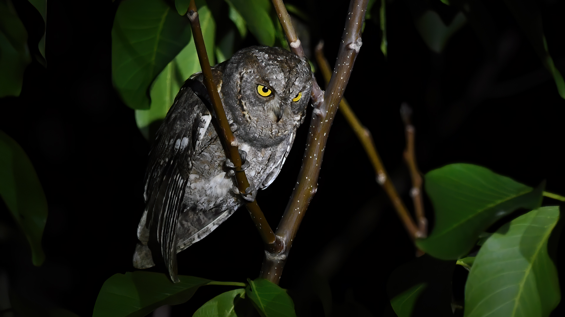 Eurasian Scops-Owl