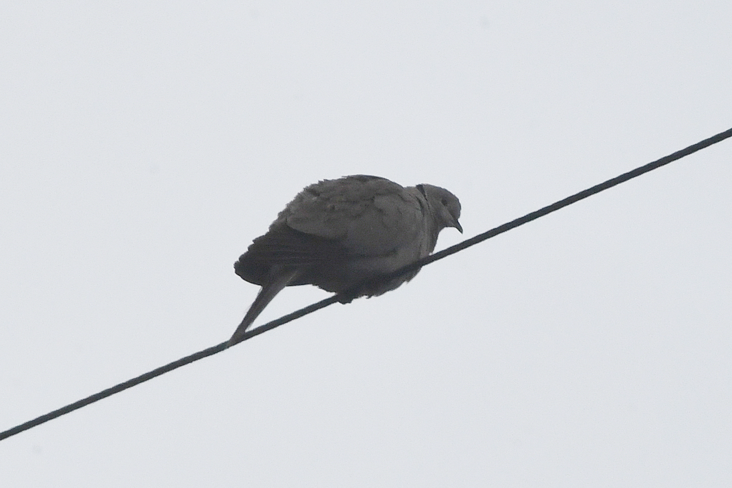 Eurasian Collared-Dove