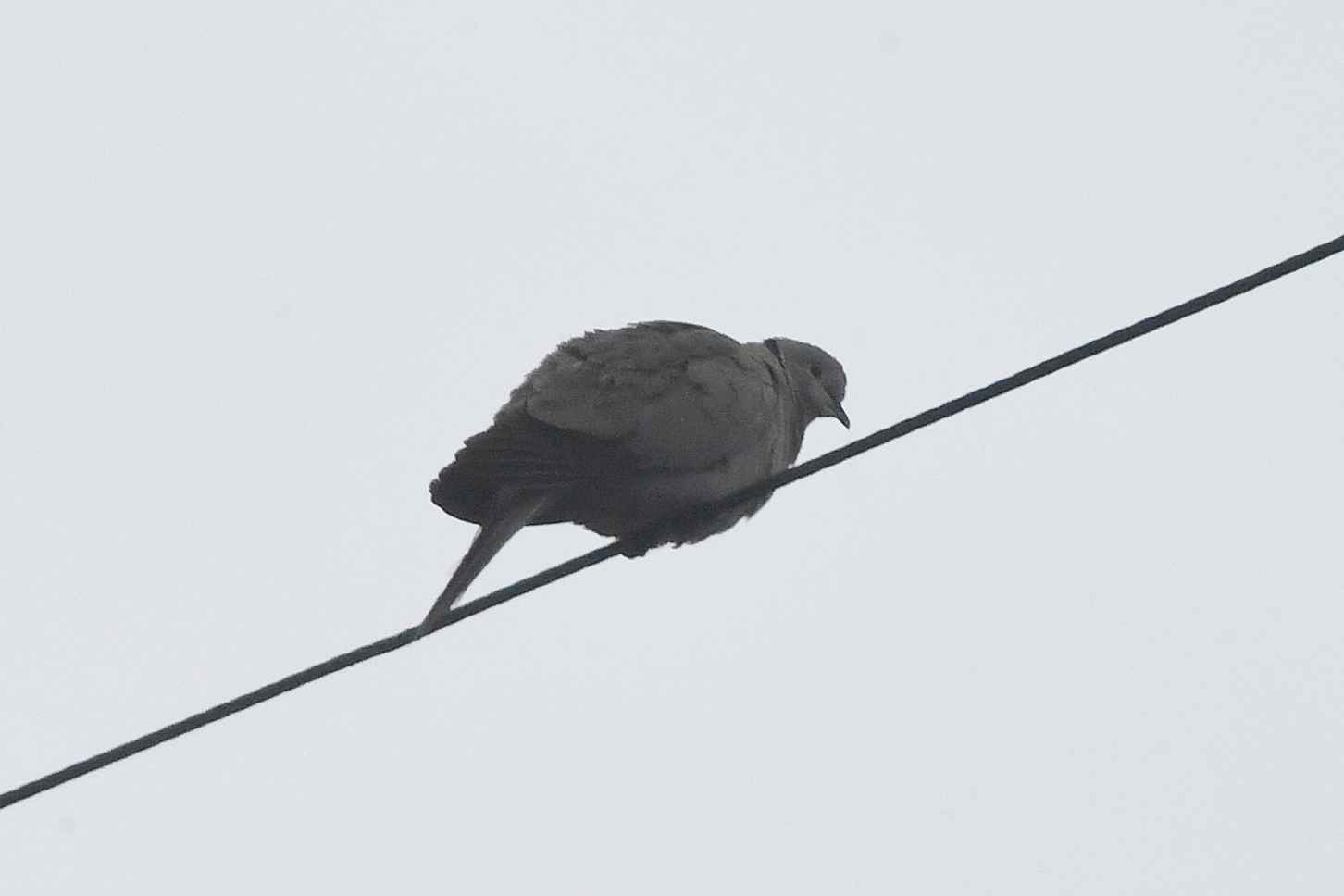 Eurasian Collared-Dove