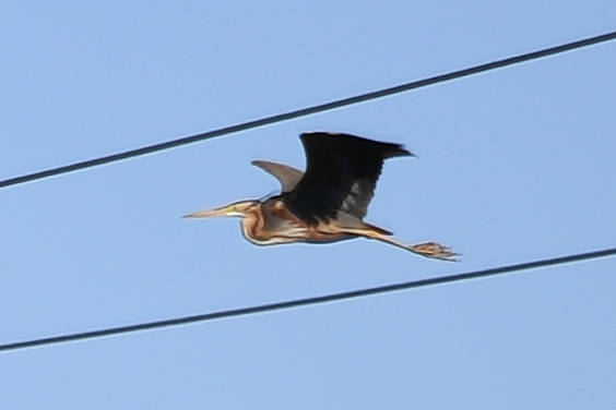 Purple Heron