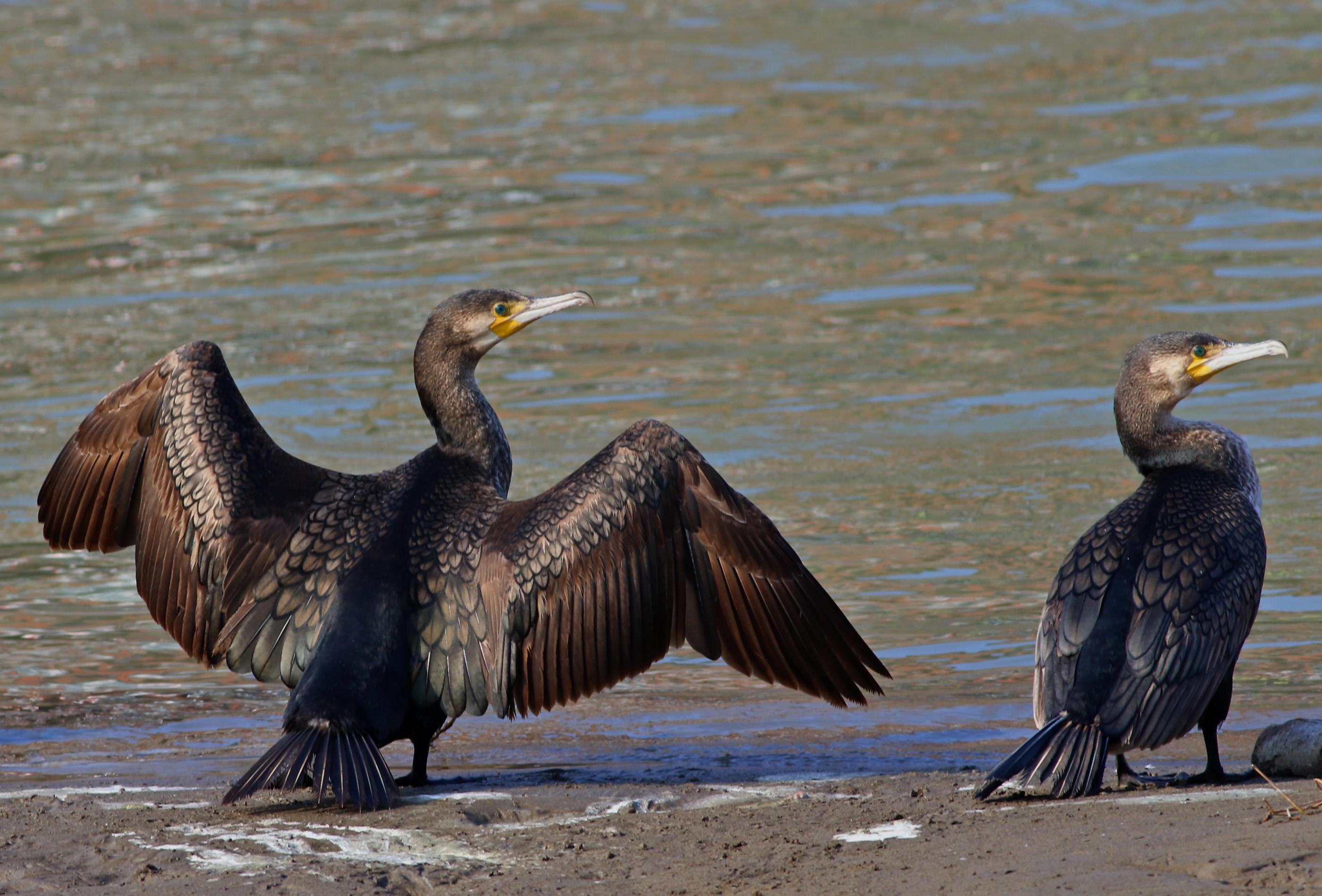 Great Cormorant