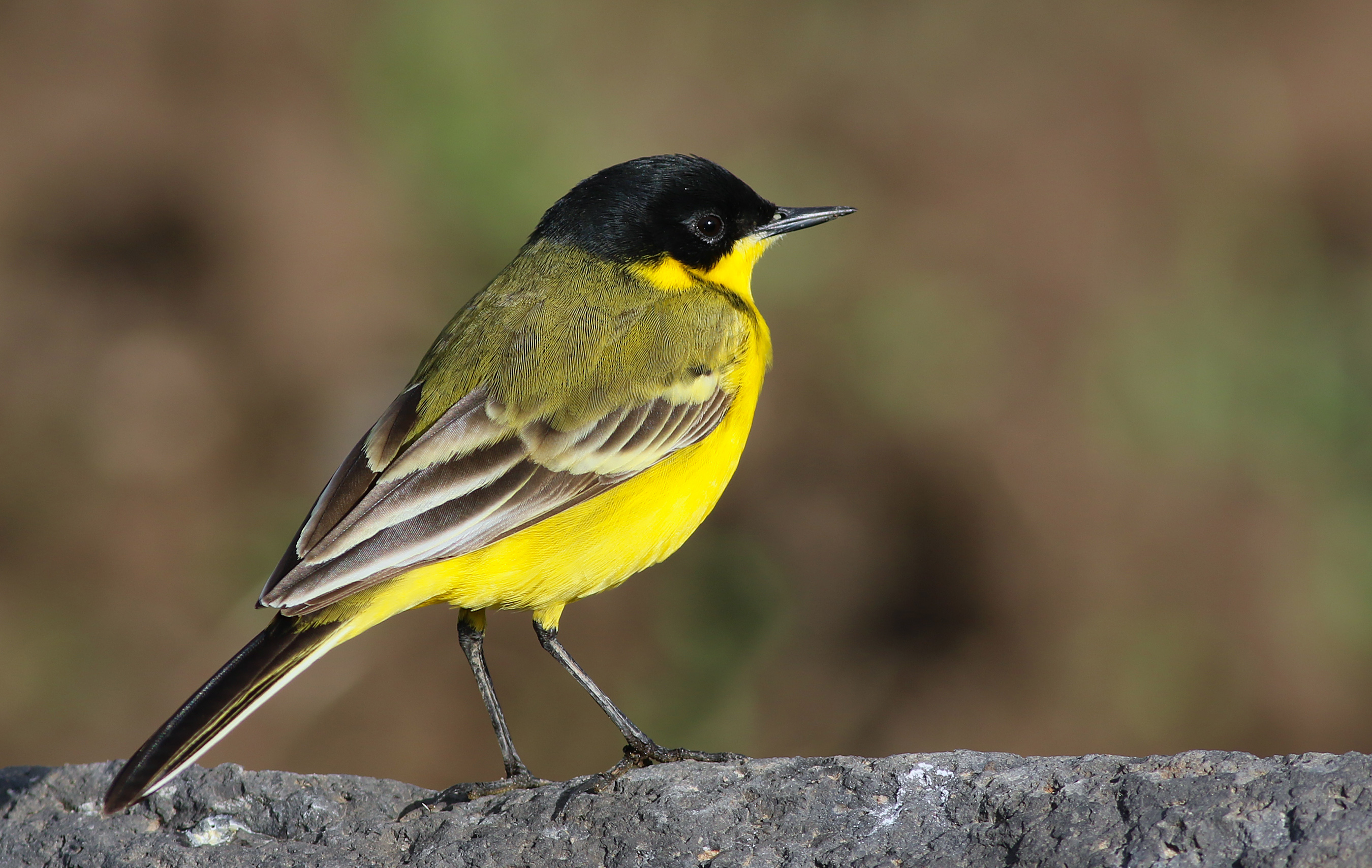 Western Yellow Wagtail — Ana fotoğraf