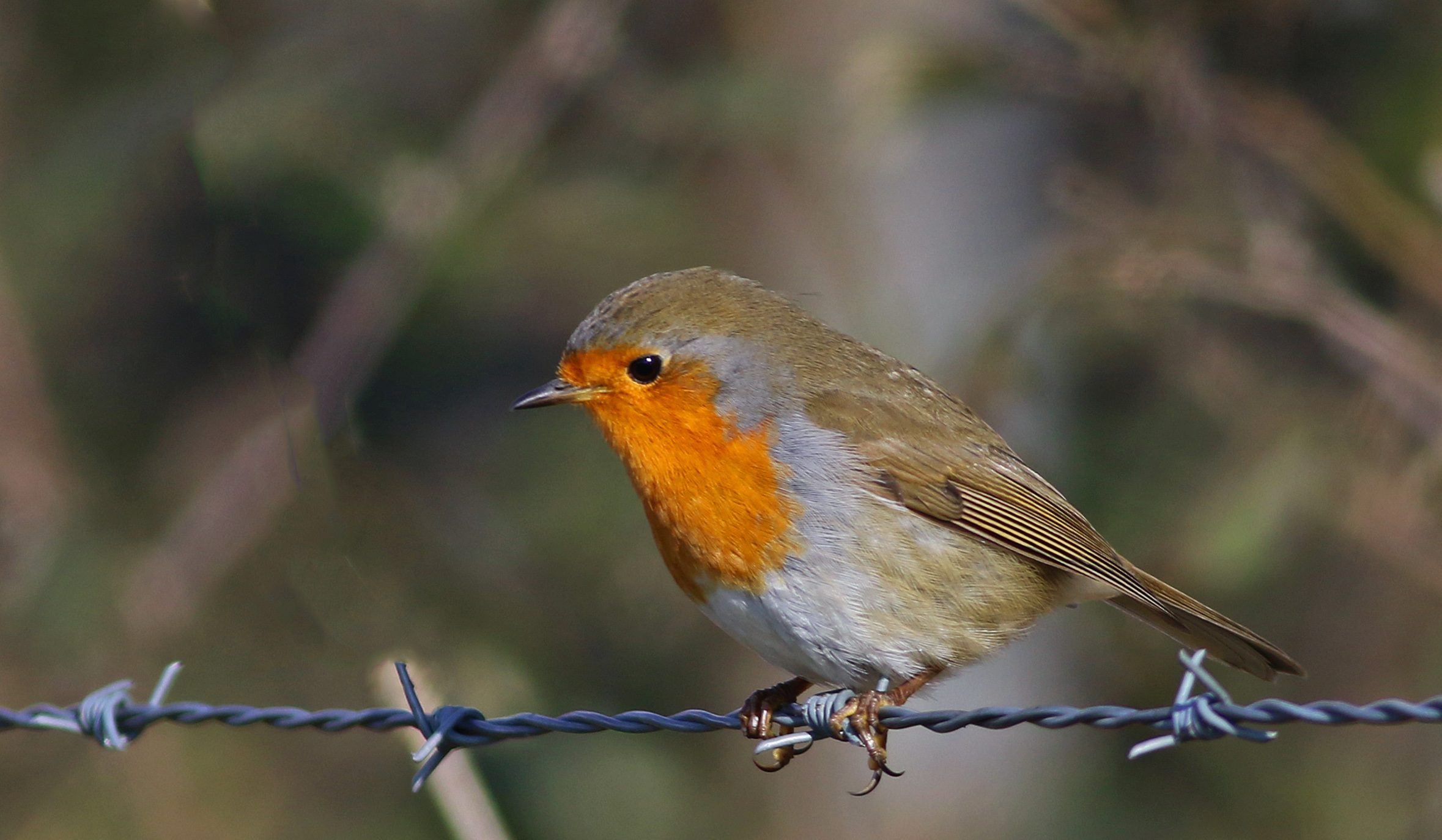 European Robin