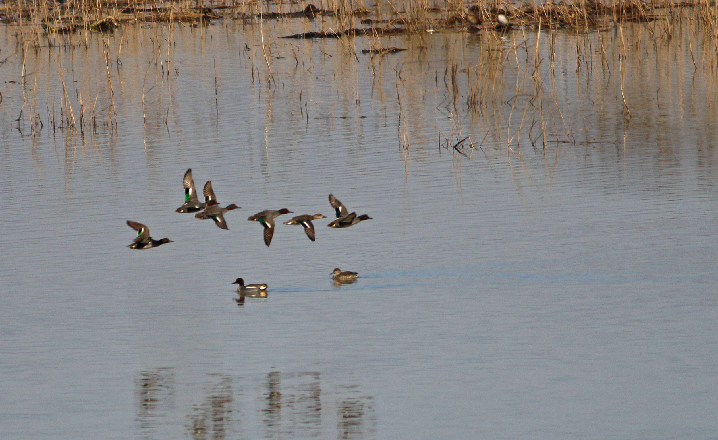 Green-winged Teal