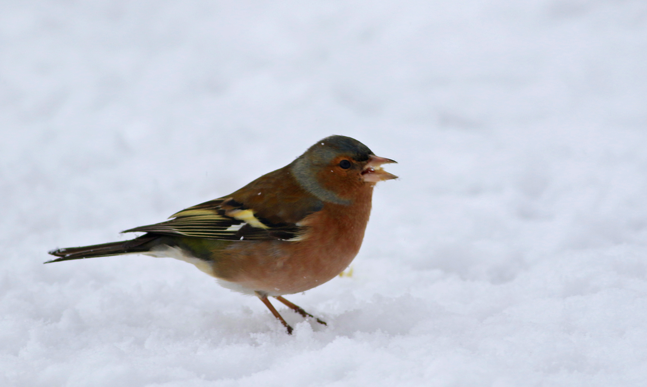 Common Chaffinch