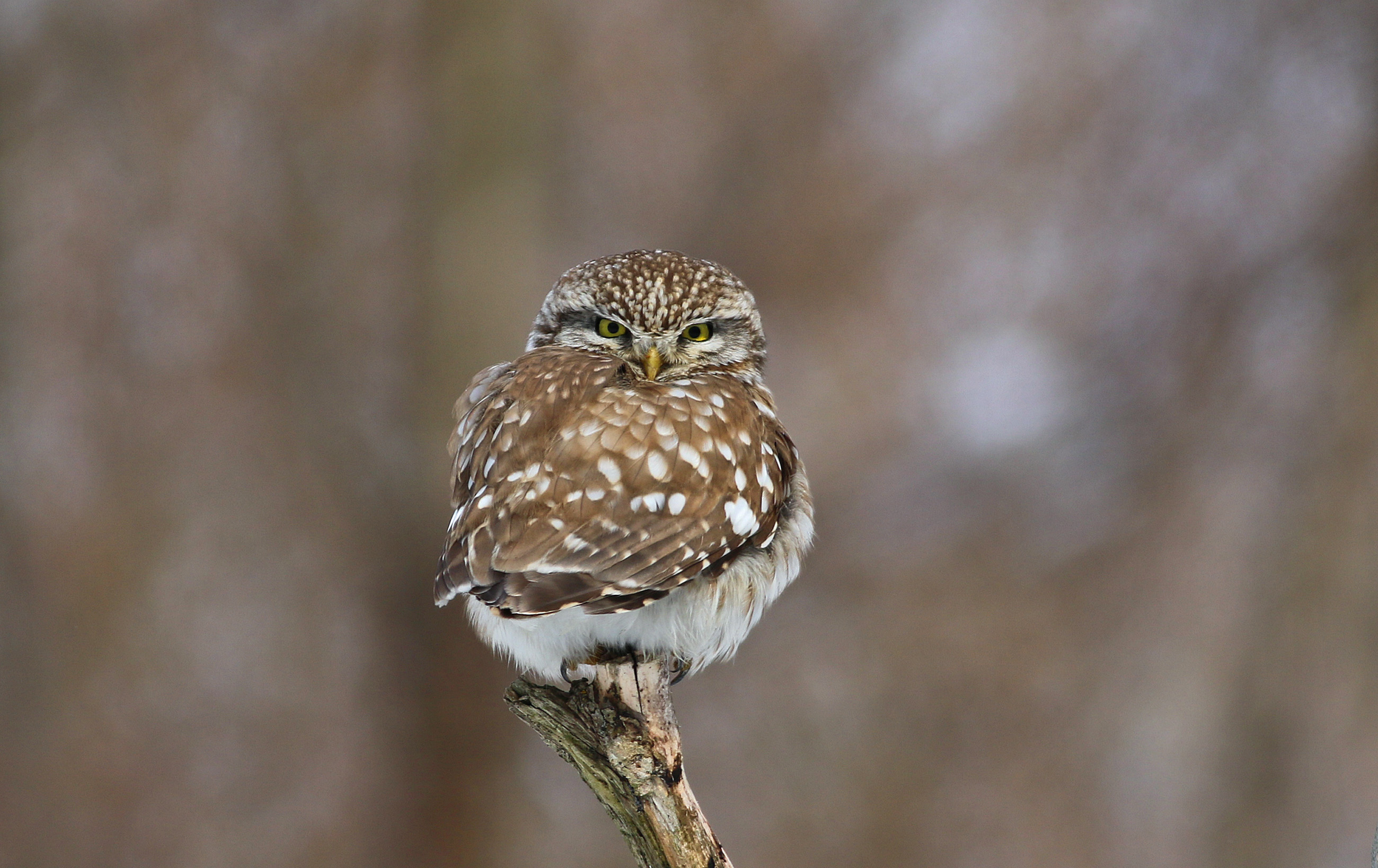 Little Owl