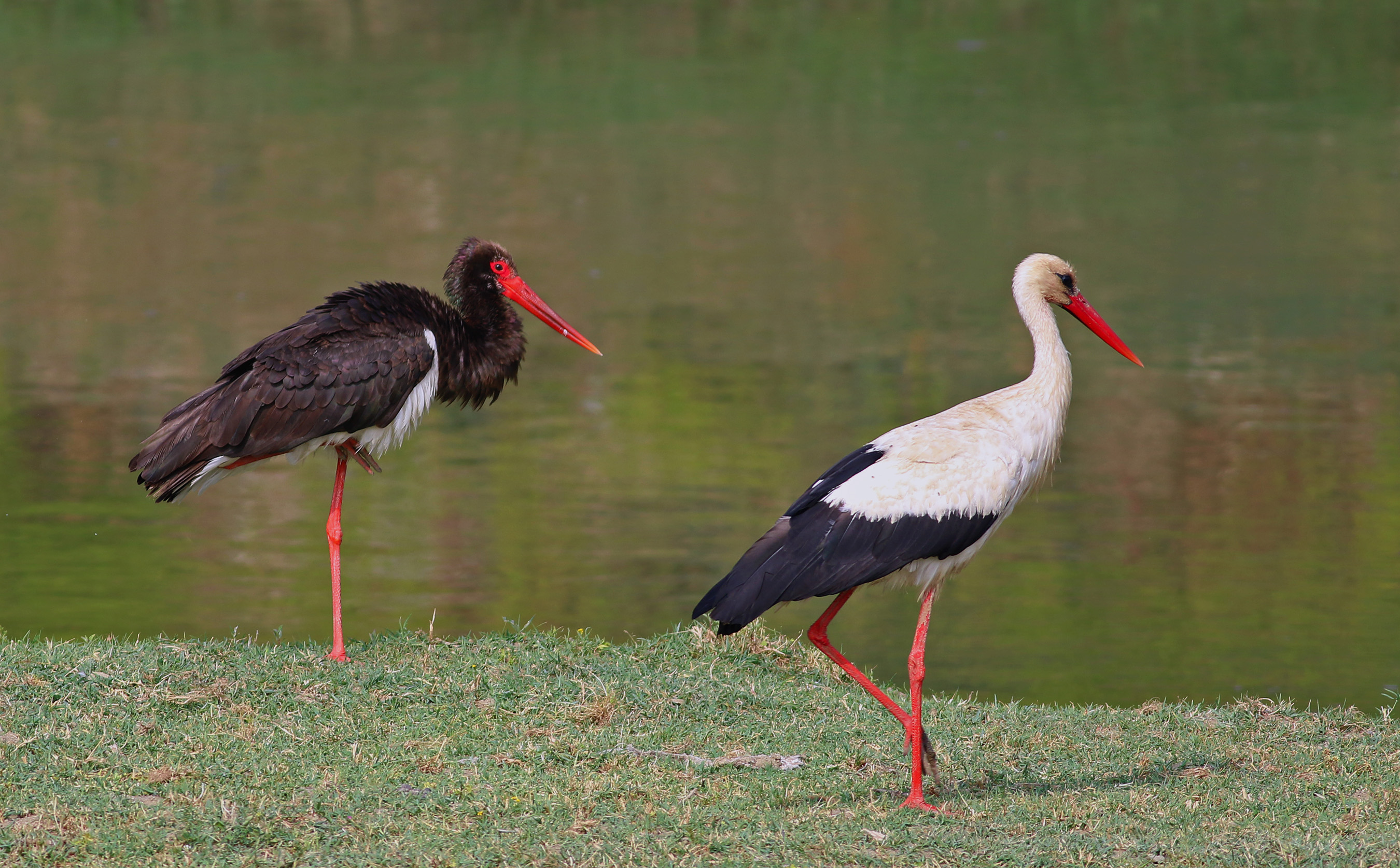 Black Stork