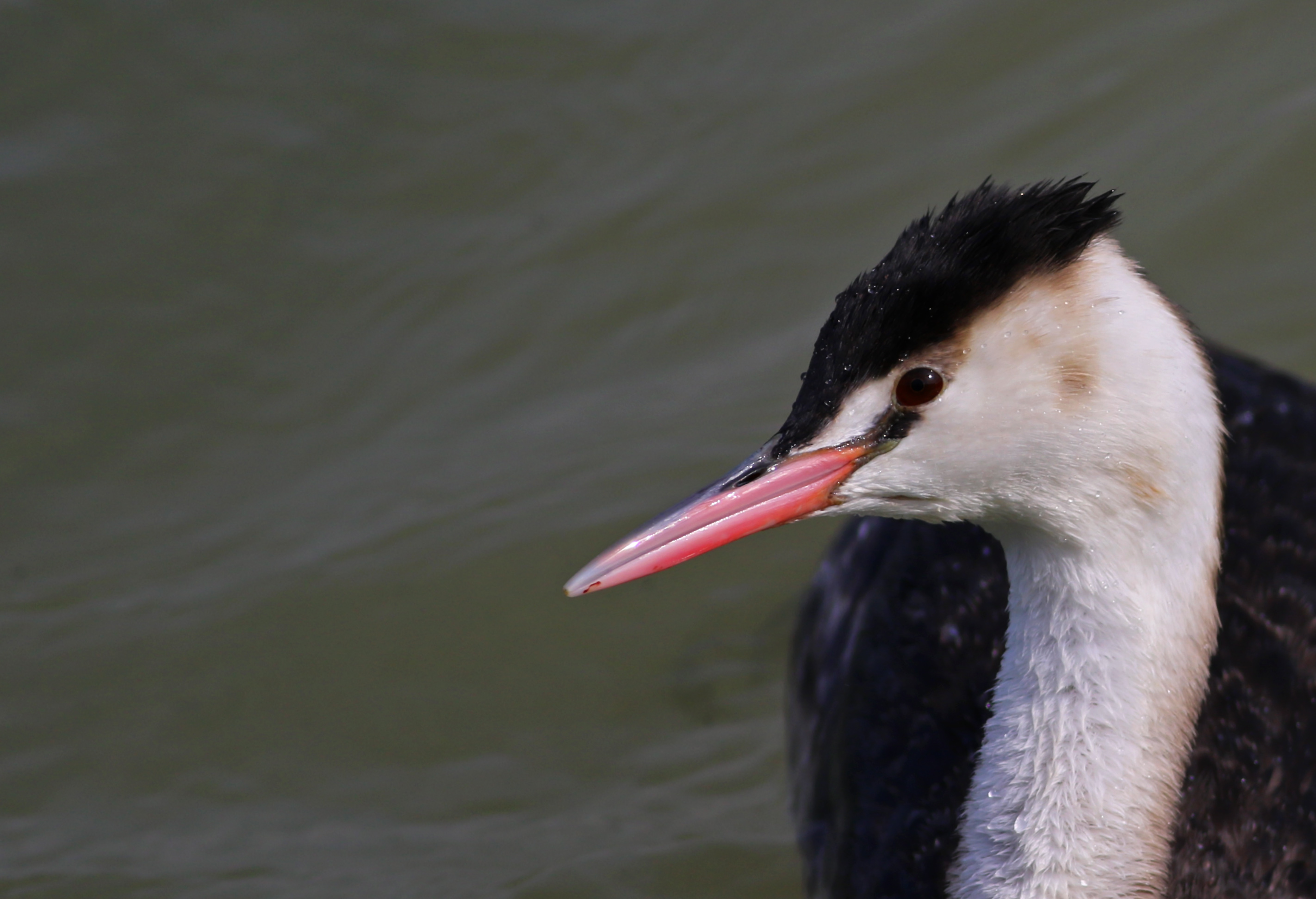 Great Crested Grebe
