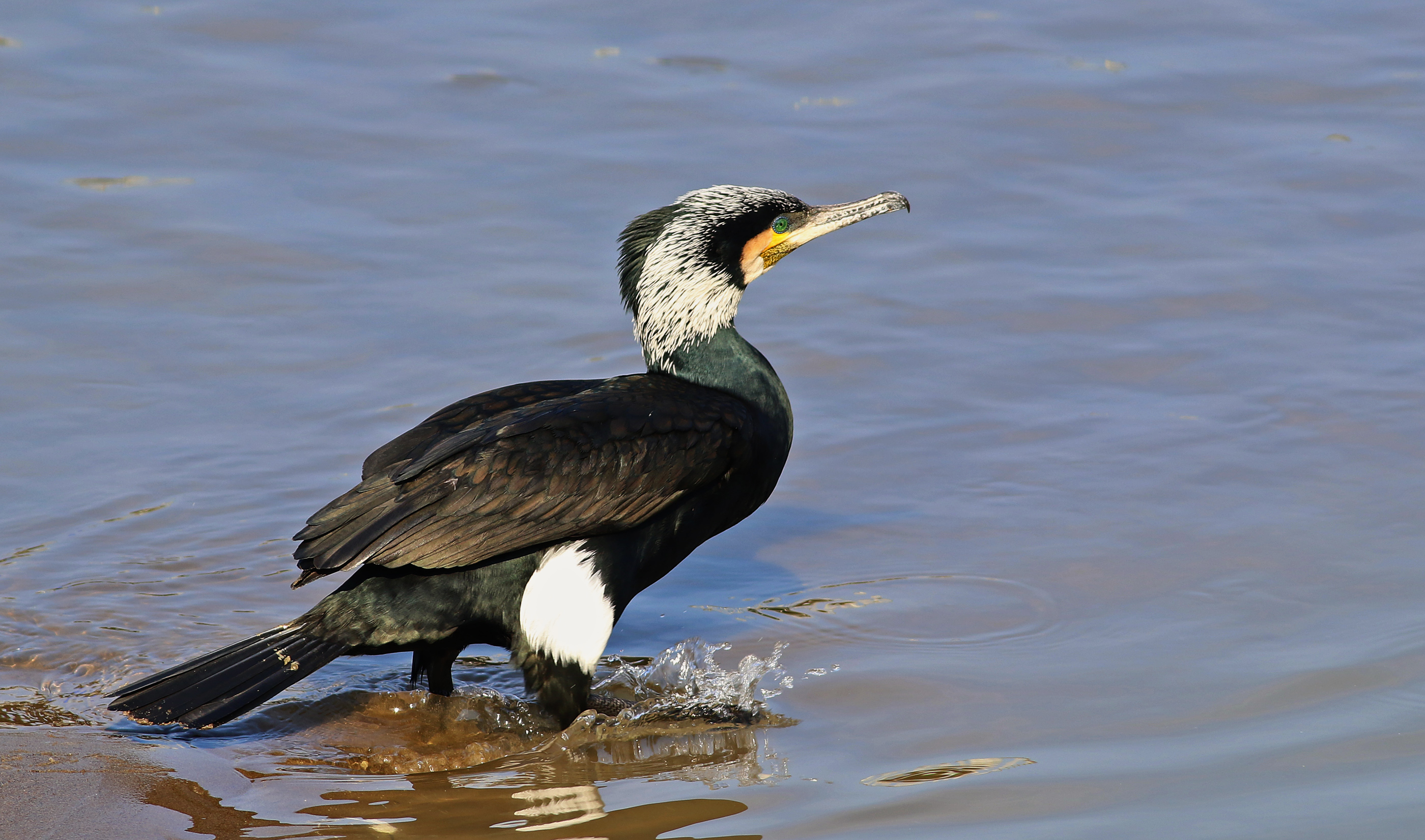 Great Cormorant