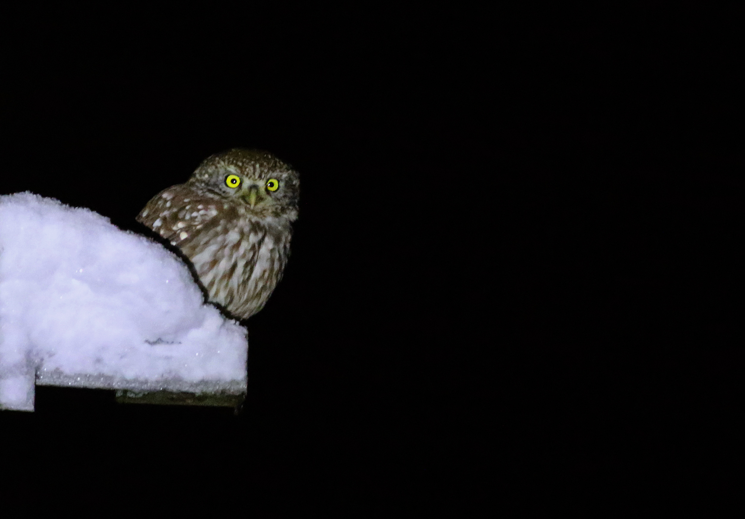 Little Owl