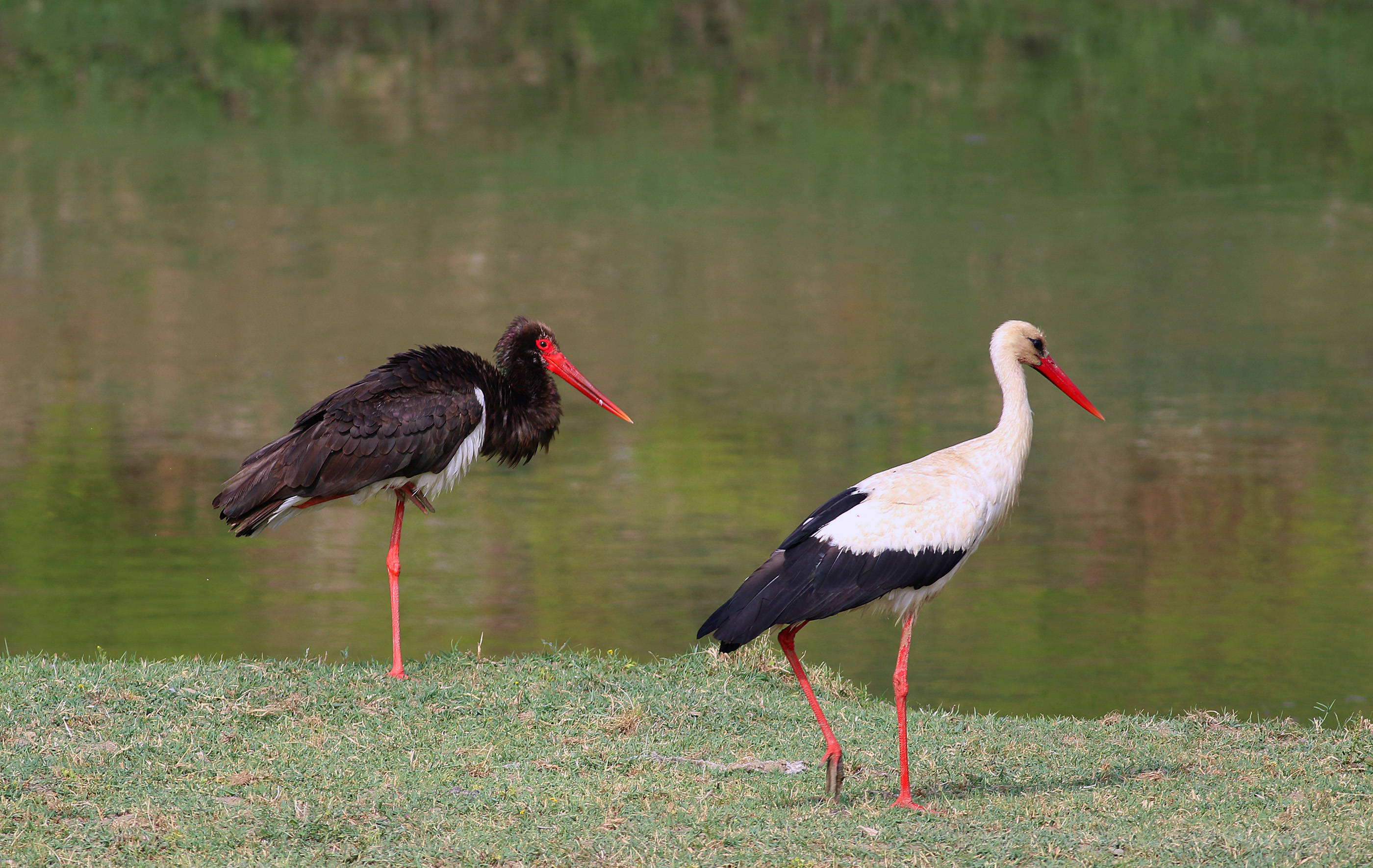 White Stork
