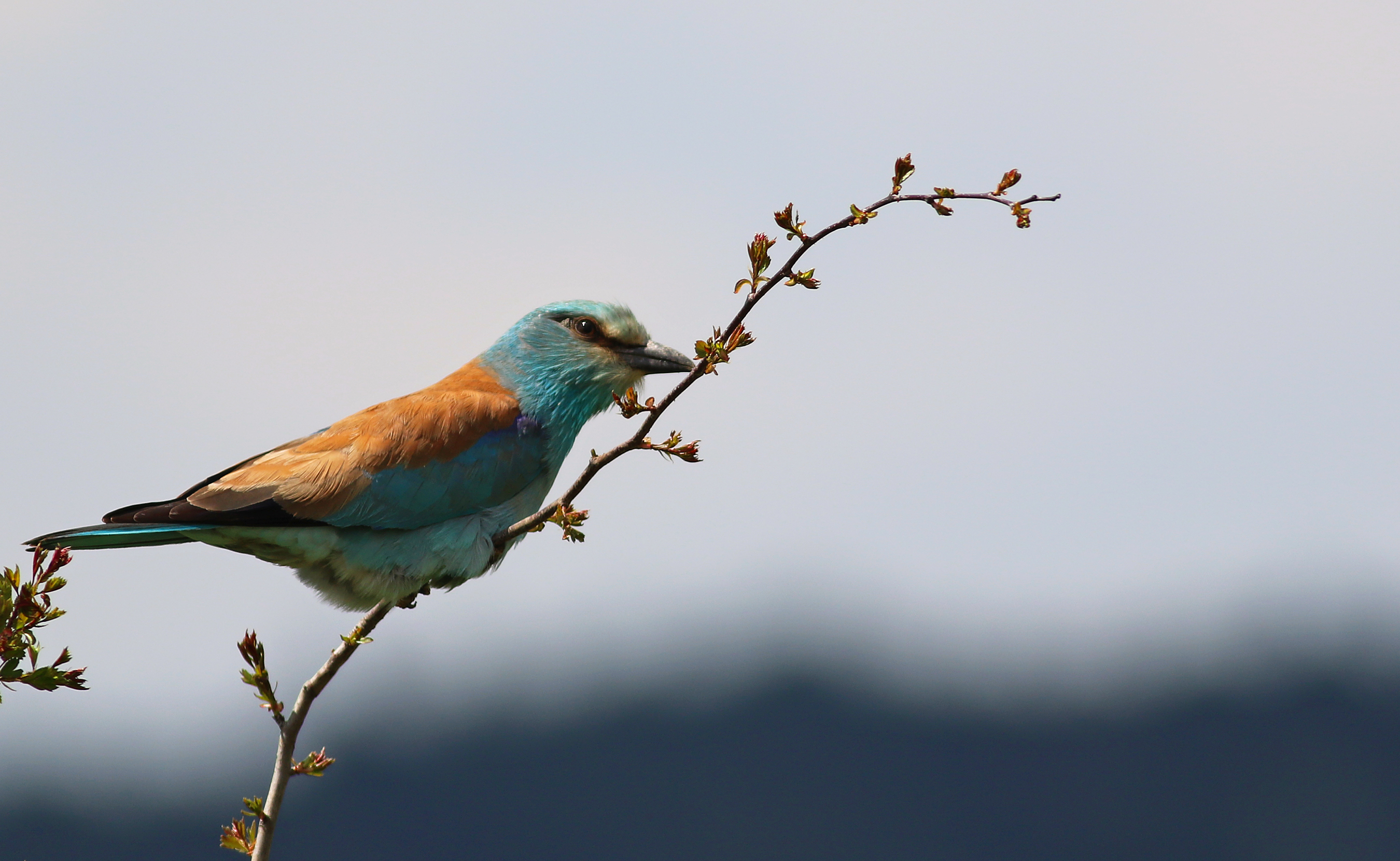 European Roller