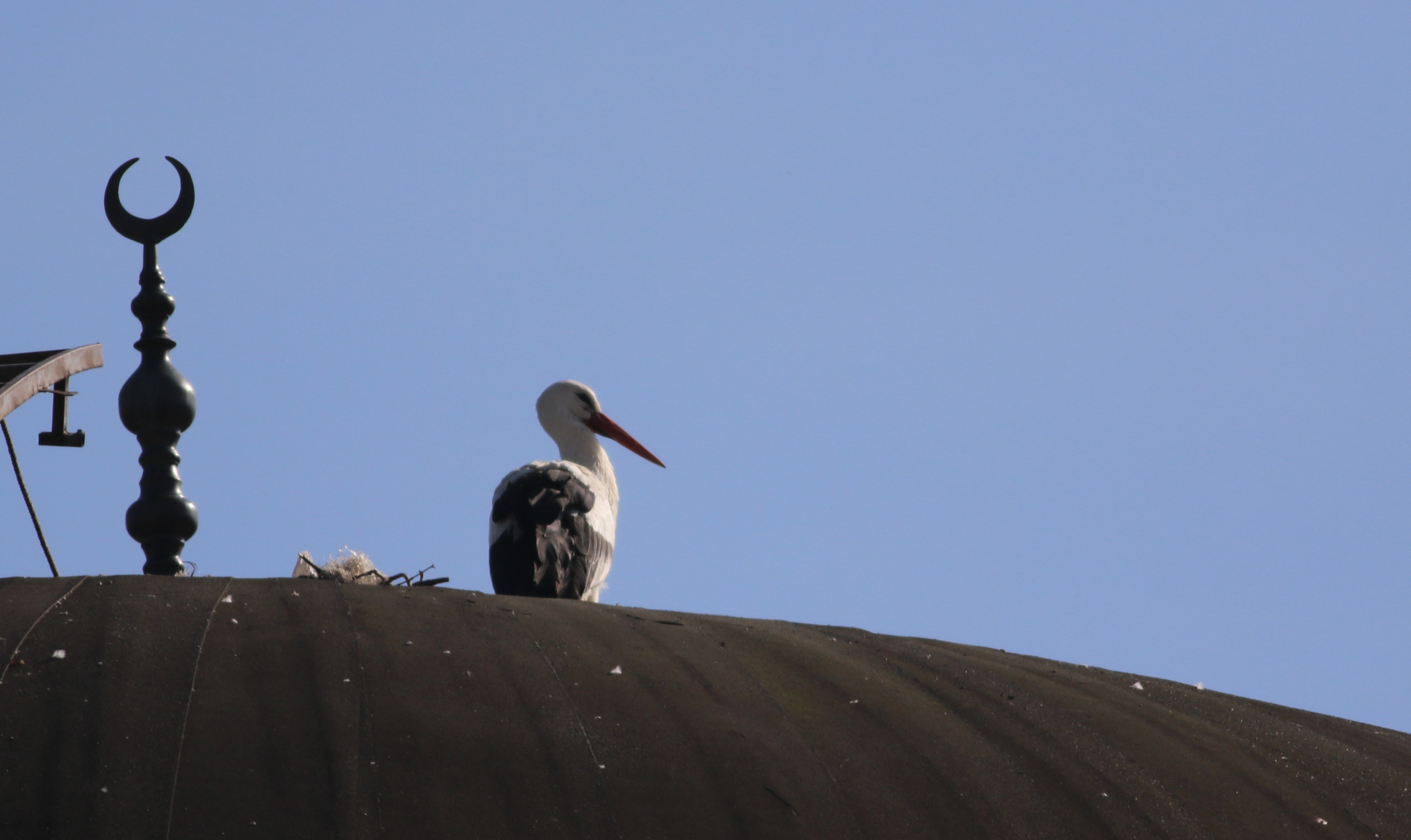 White Stork