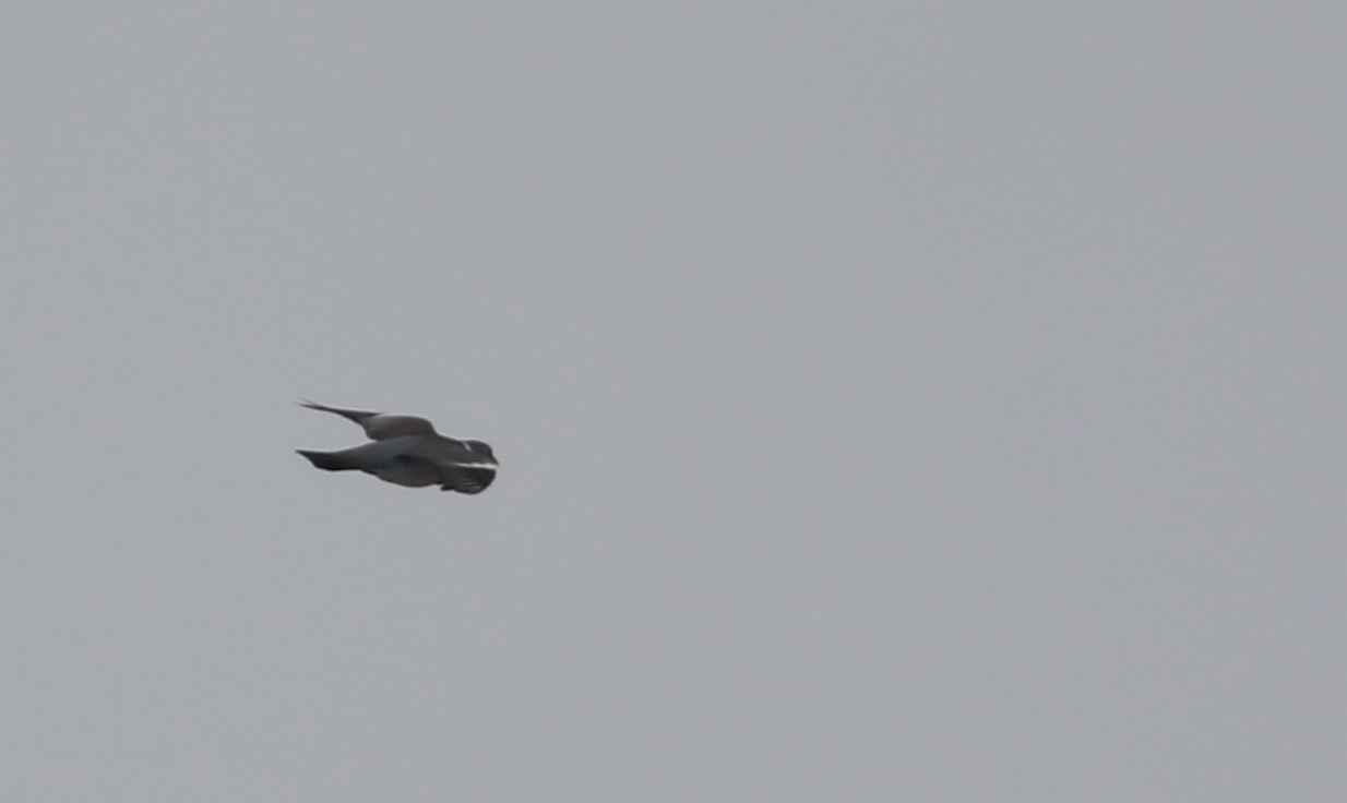 Common Wood-Pigeon