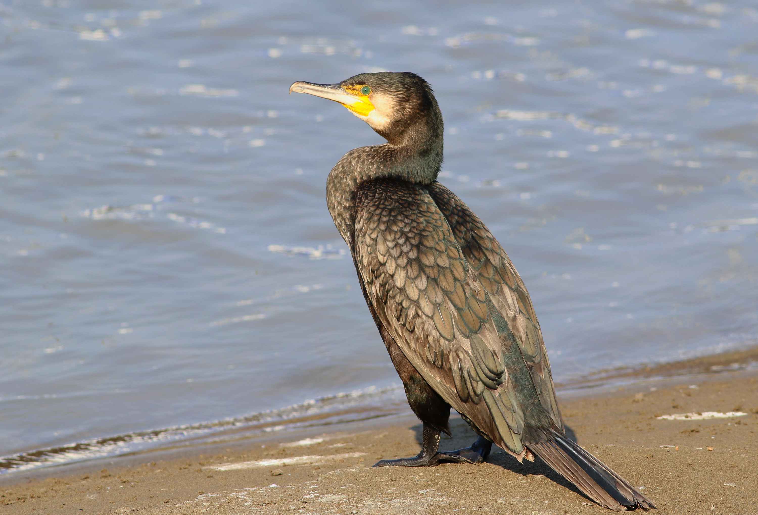 Great Cormorant