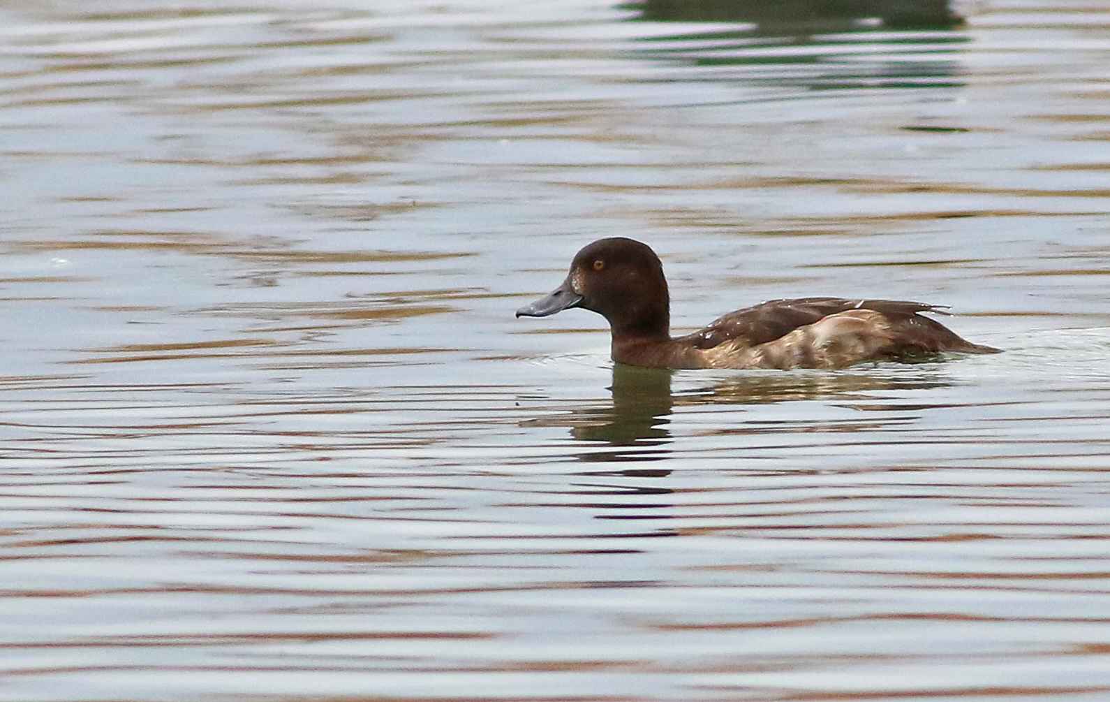 Ferruginous Duck