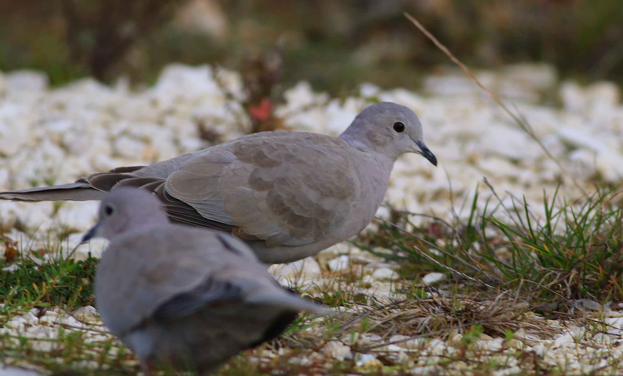 Eurasian Collared-Dove