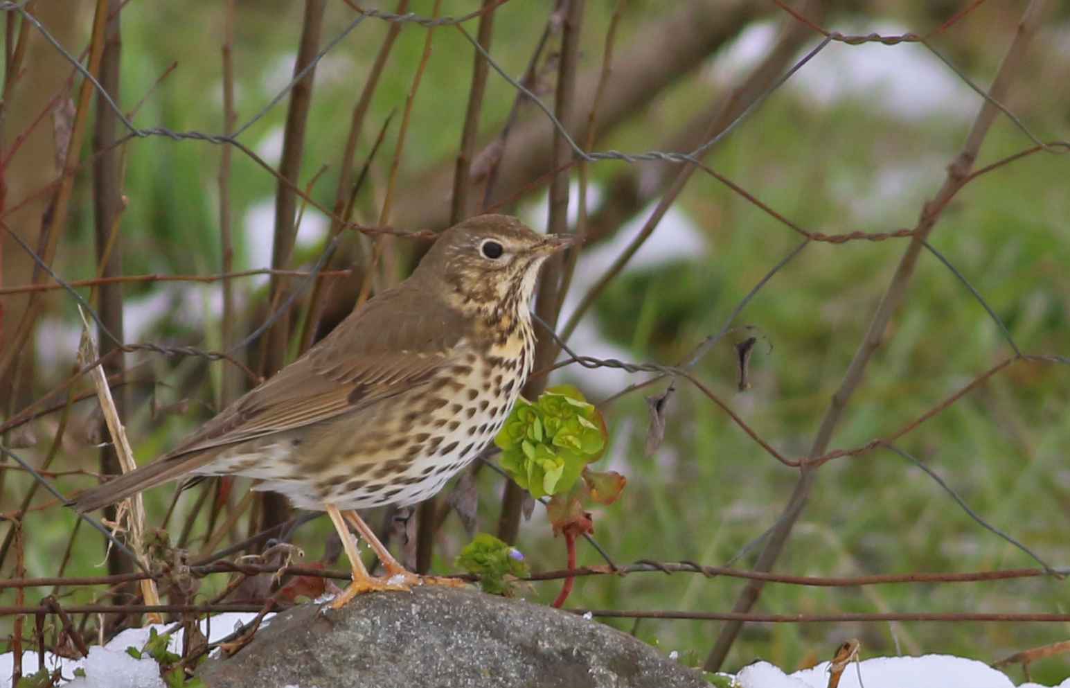Fieldfare